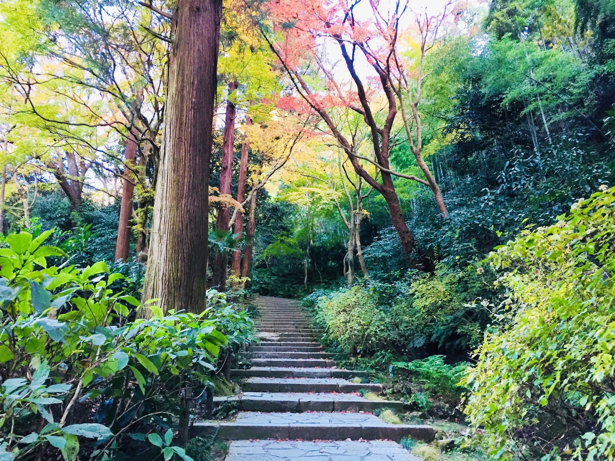 緑に包まれた石段を登って（12月第3週撮影）