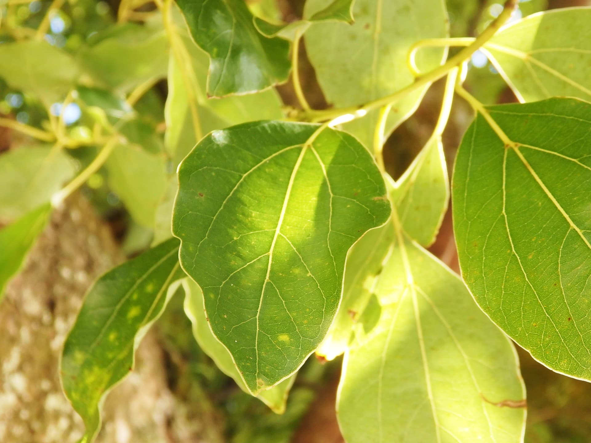 クスノキの葉。スッとする香りに元気がいただけそうな、天然のアロマ効果も