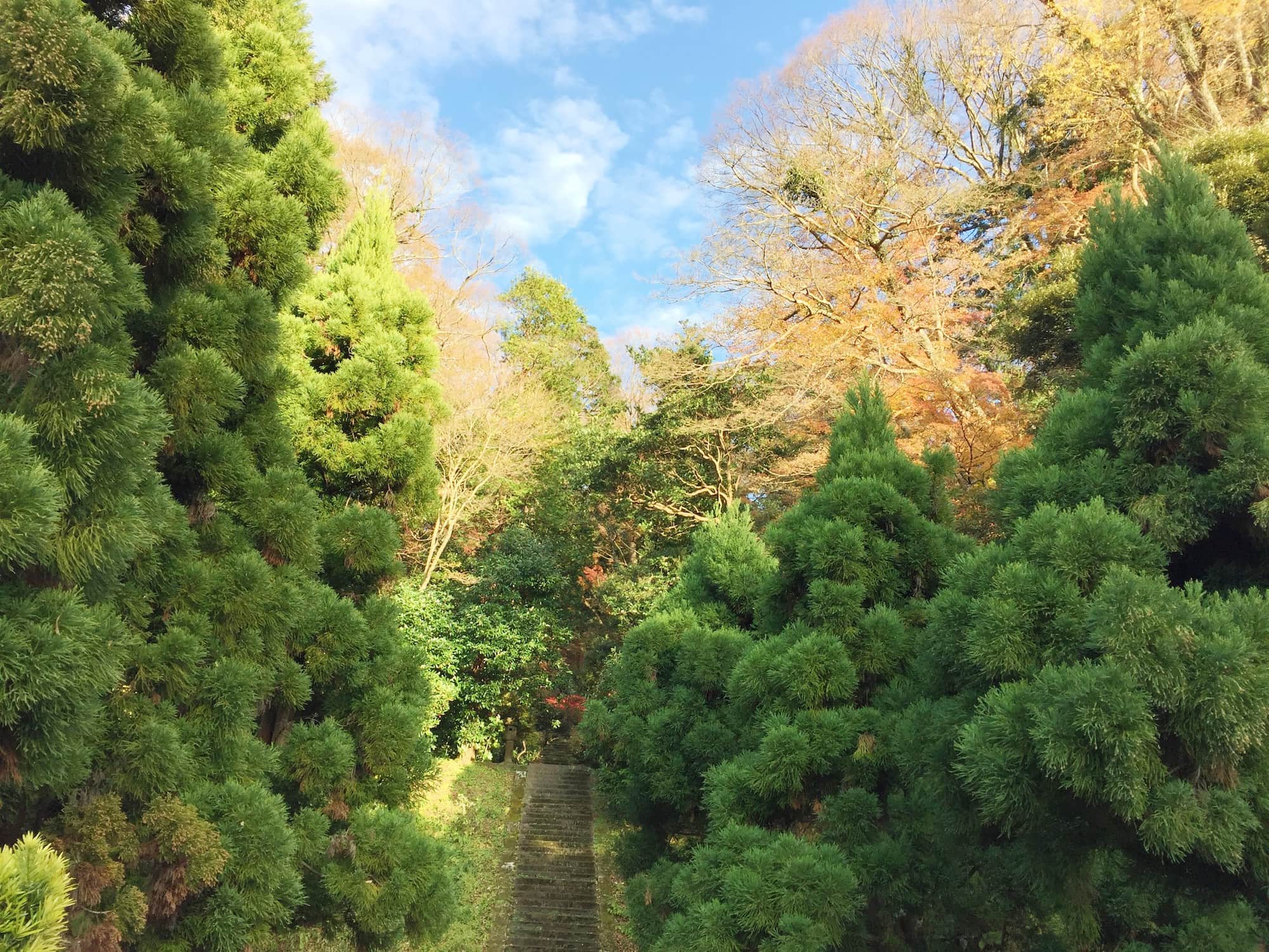 深い森に包まれた護良親王墓