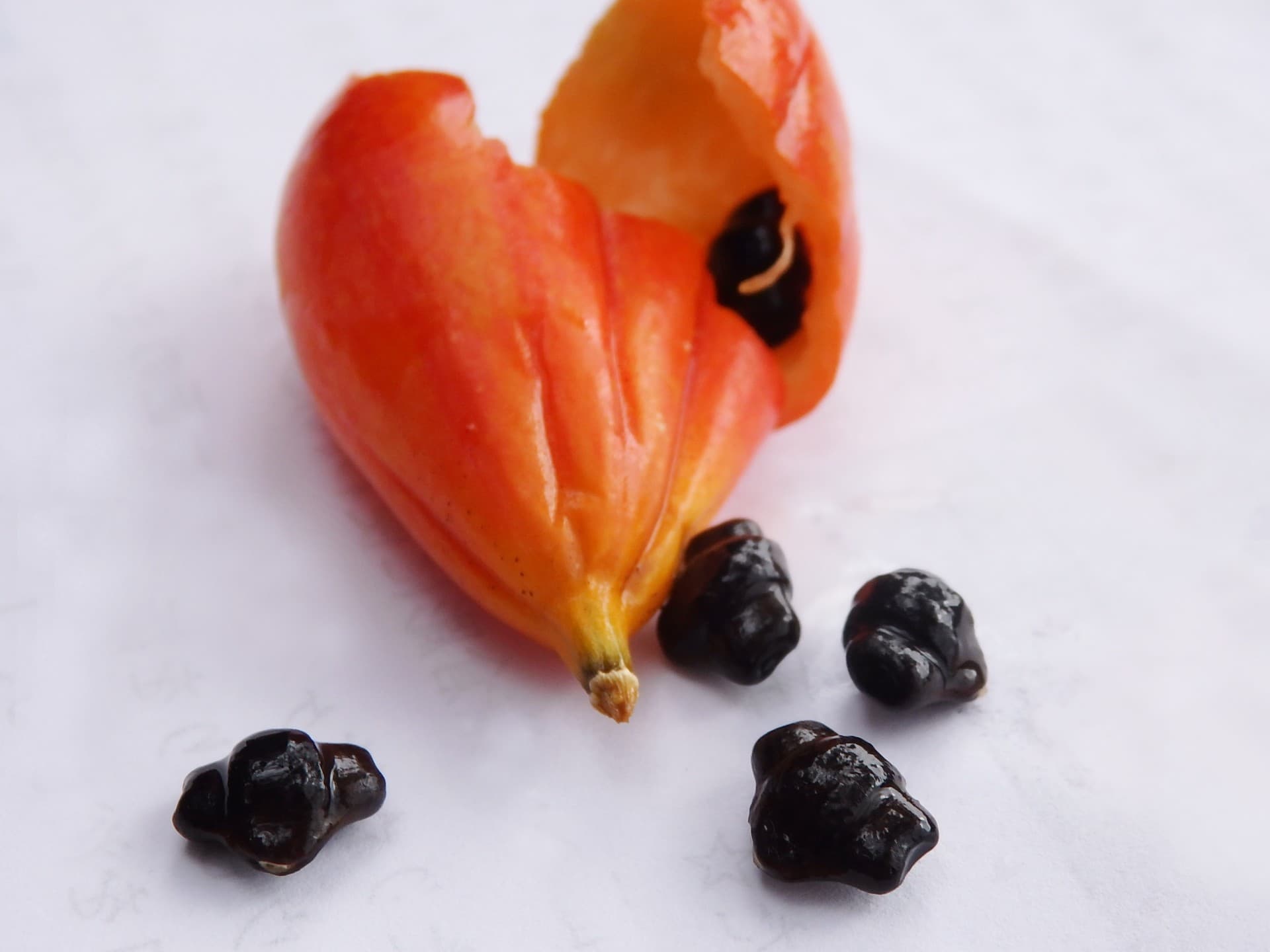 打ち出の小づちの形のカラスウリの種。お財布に入れると金運アップ!?