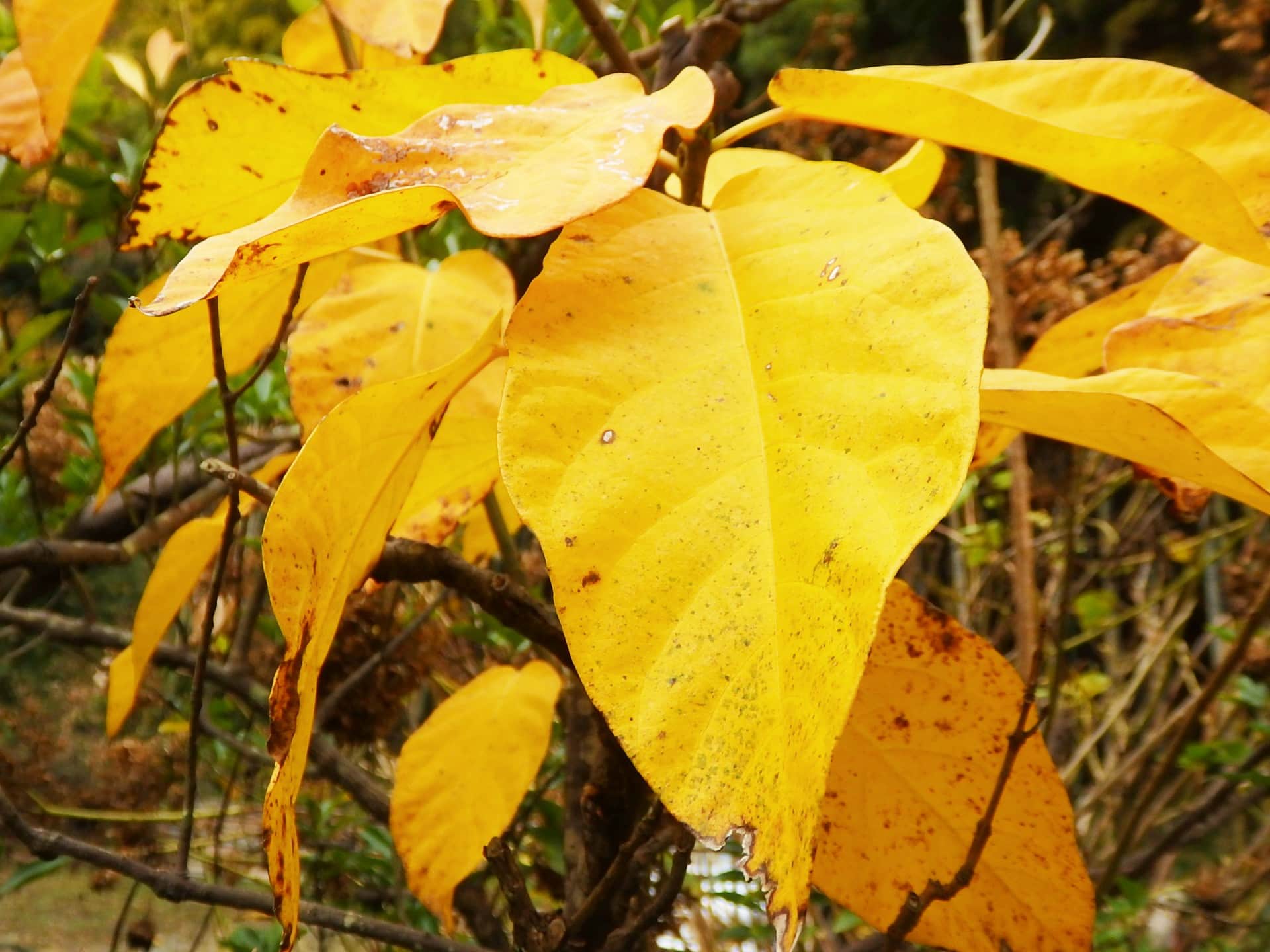 黄色く色づくイヌビワの葉。鎌倉の山で多く見られる、黄葉（こうよう）する樹木