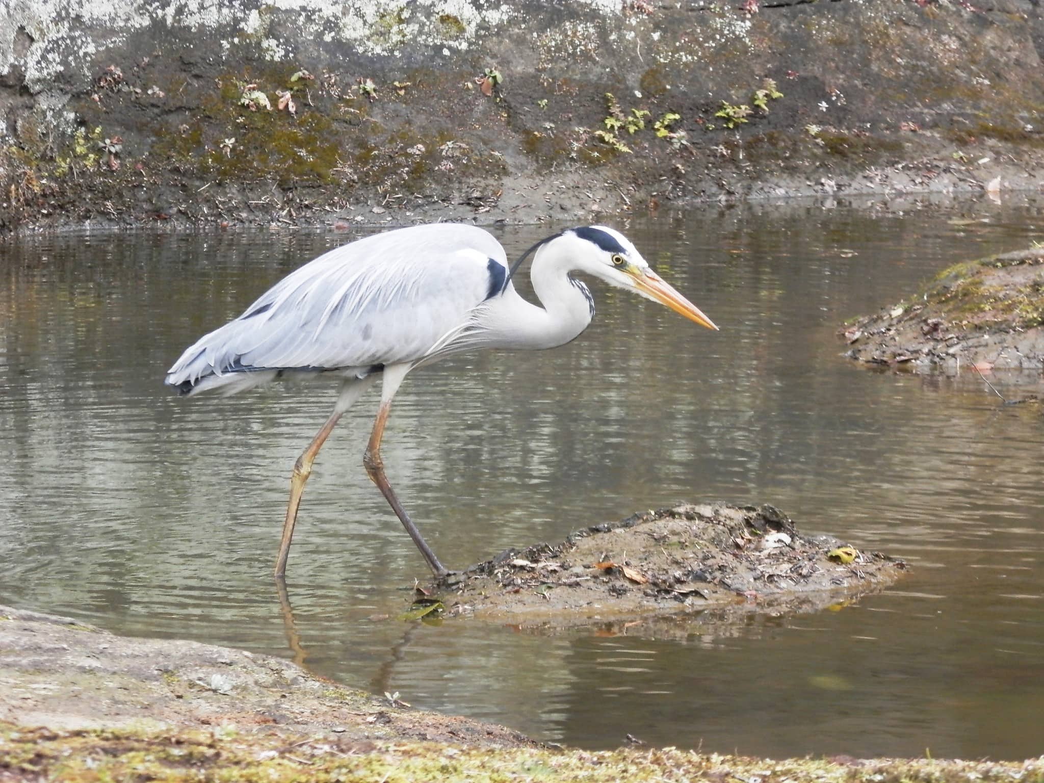 瑞泉寺の池でアカガエルを狙うアオサギ。人が立ち入らない、自然のままの庭園は野生の生きものたちのサンクチュアリ（聖域）に