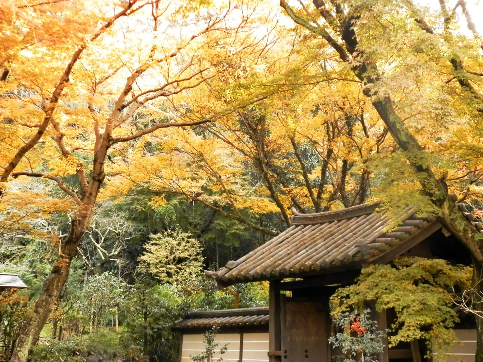 落ち着いた趣の瑞泉寺の紅葉（12月第2週撮影）