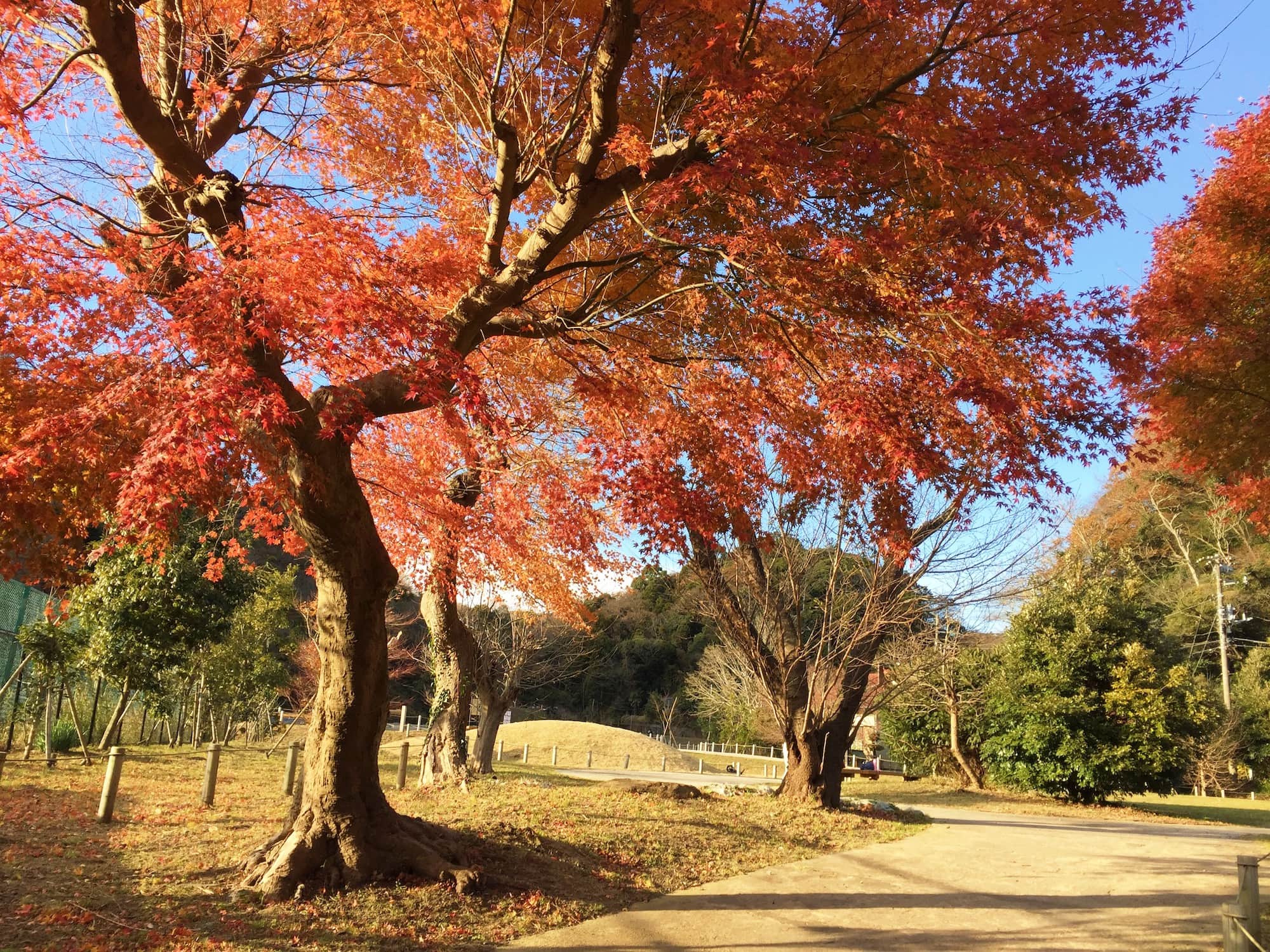 永福寺跡入口の紅葉（12月第3週撮影）