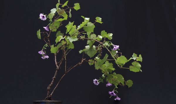 木を接ぐ新技術は、食の未来を救うか？ 企業探訪⑮ グランドグリーン