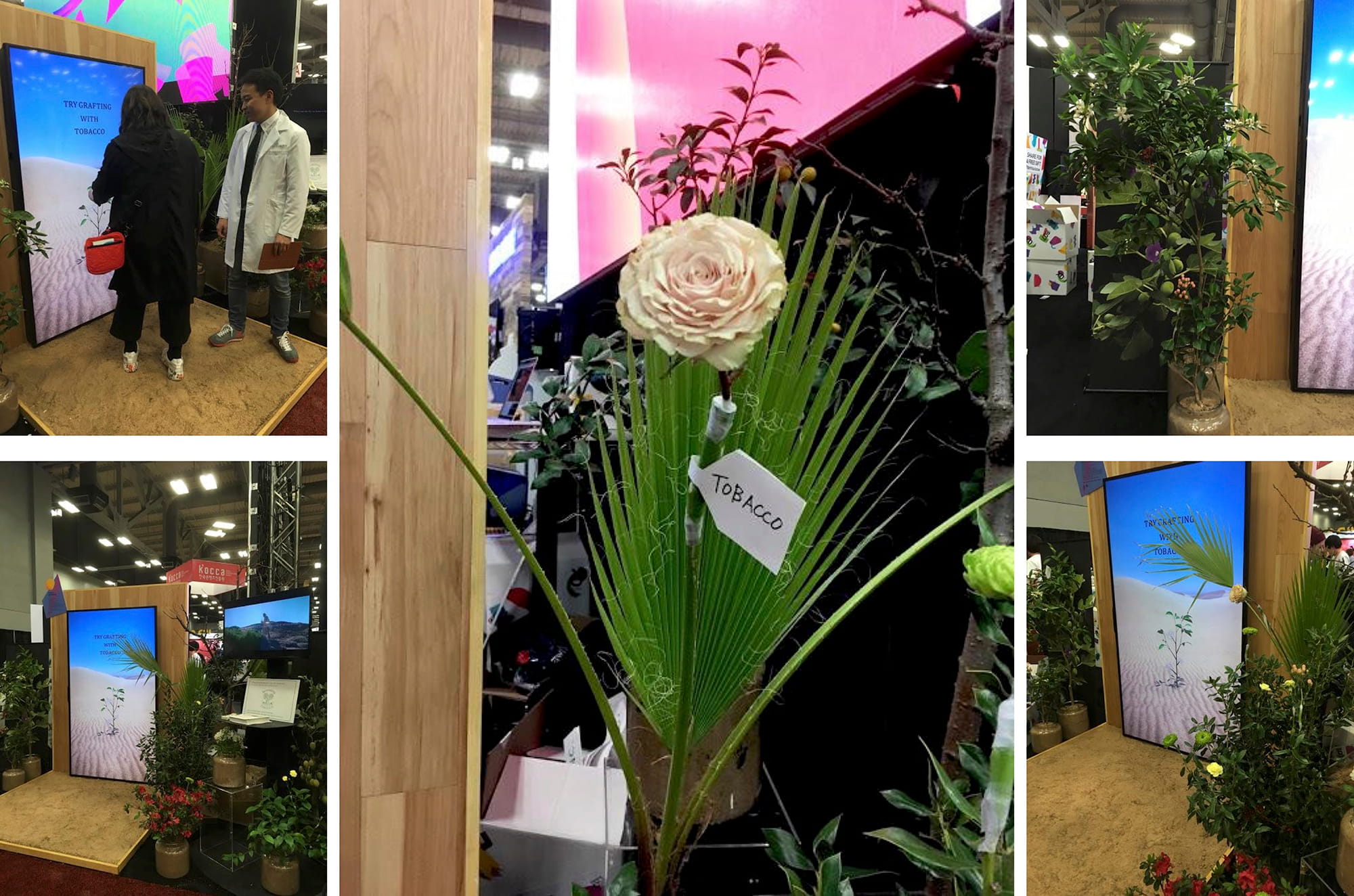 グランドグリーンは、毎年3月に米国テキサス州オースティンで開催される、世界最大のクリエイティブ・ビジネス・フェスティバル「SXSW（サウス・バイ・サウスウェスト）2019」に参加。東京大学産学協創推進本部が主催する「Todai To Texas （TTT）」とのコラボレーションにより、電通グループブースでプレゼンテーションを行った。展示したのは、バラ（穂木）ー タバコ（中間台木）ー ヤシ（台木）の接木。砂漠緑化への貢献がイメージしやすく、世界から注目を集めた （画像提供：グランドグリーン株式会社）