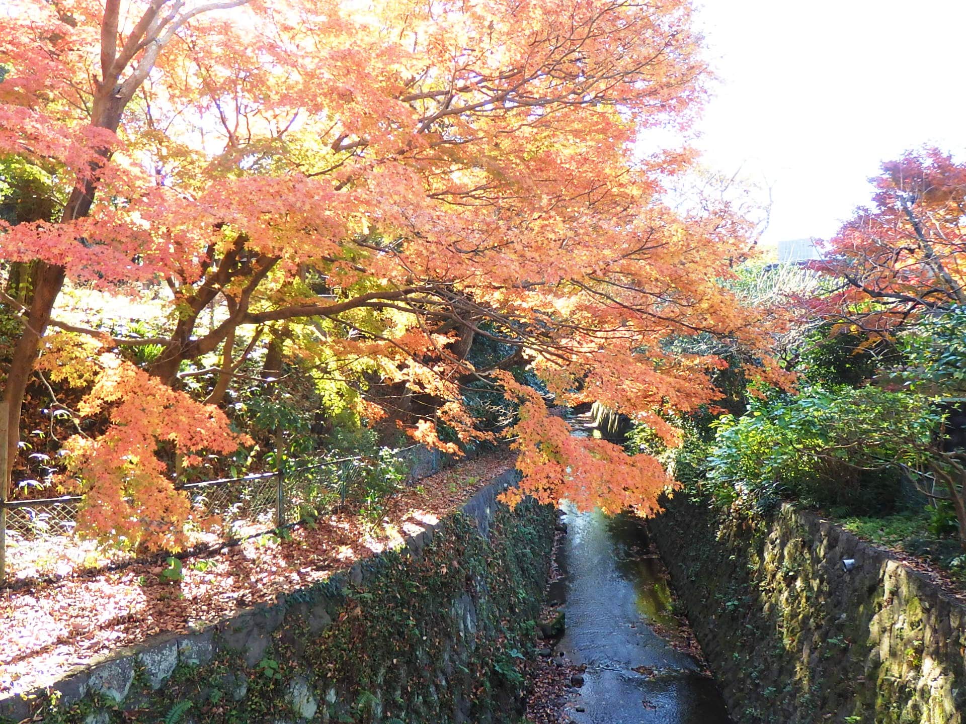 二階堂川を彩るモミジの紅葉