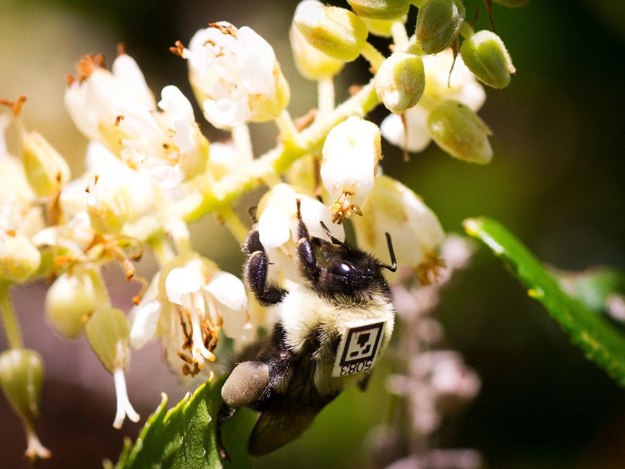 ハーバード大学の生物学者ジェームズ・クロールによる、ハチにQRコードを付けた「コロニーの神秘」解明研究結果 ©︎James Crall/Harvard University