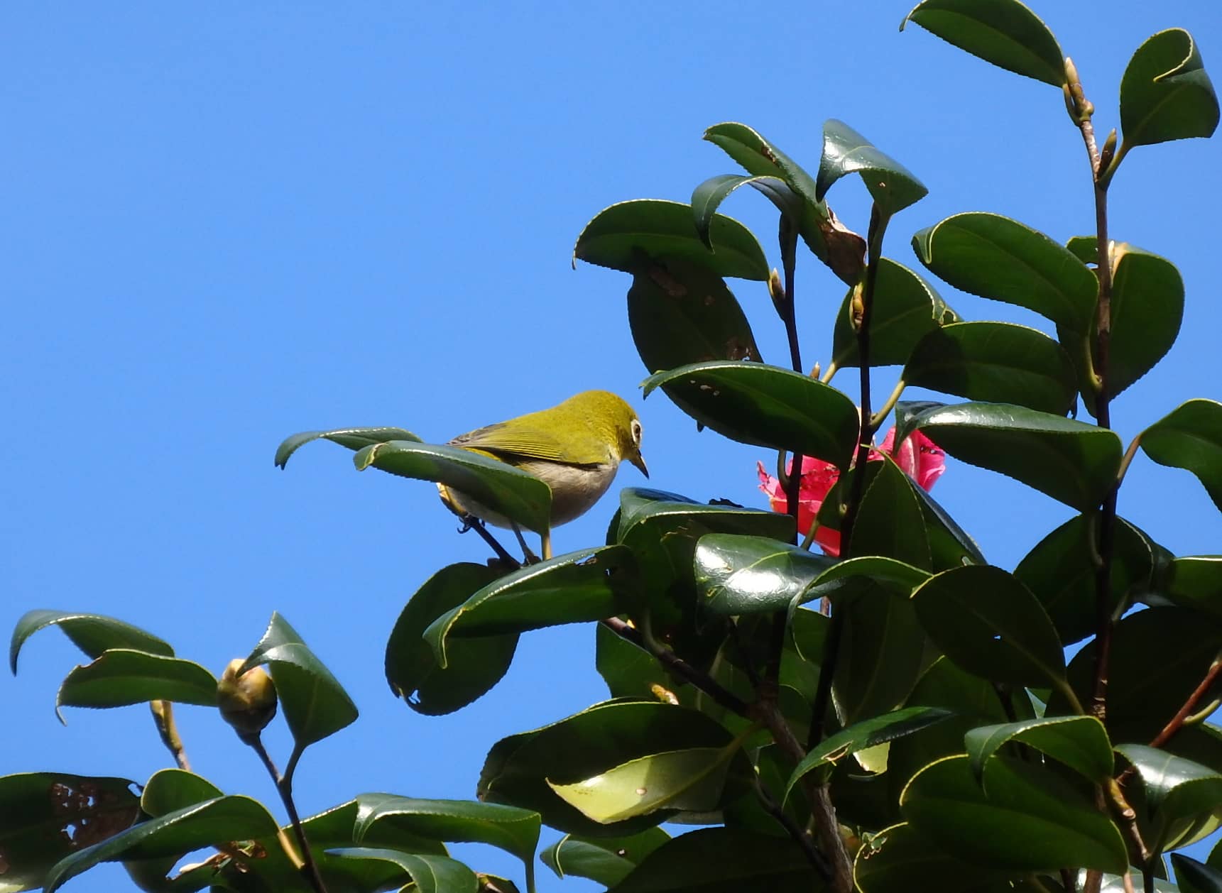 ヤブツバキはメジロなど鳥に花粉を運んでもらう鳥媒花