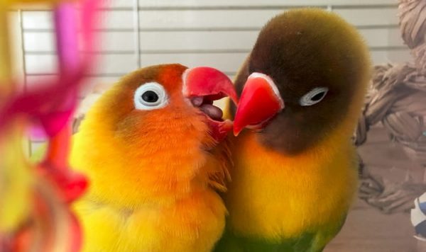 世界の言葉で「ラブバード！」