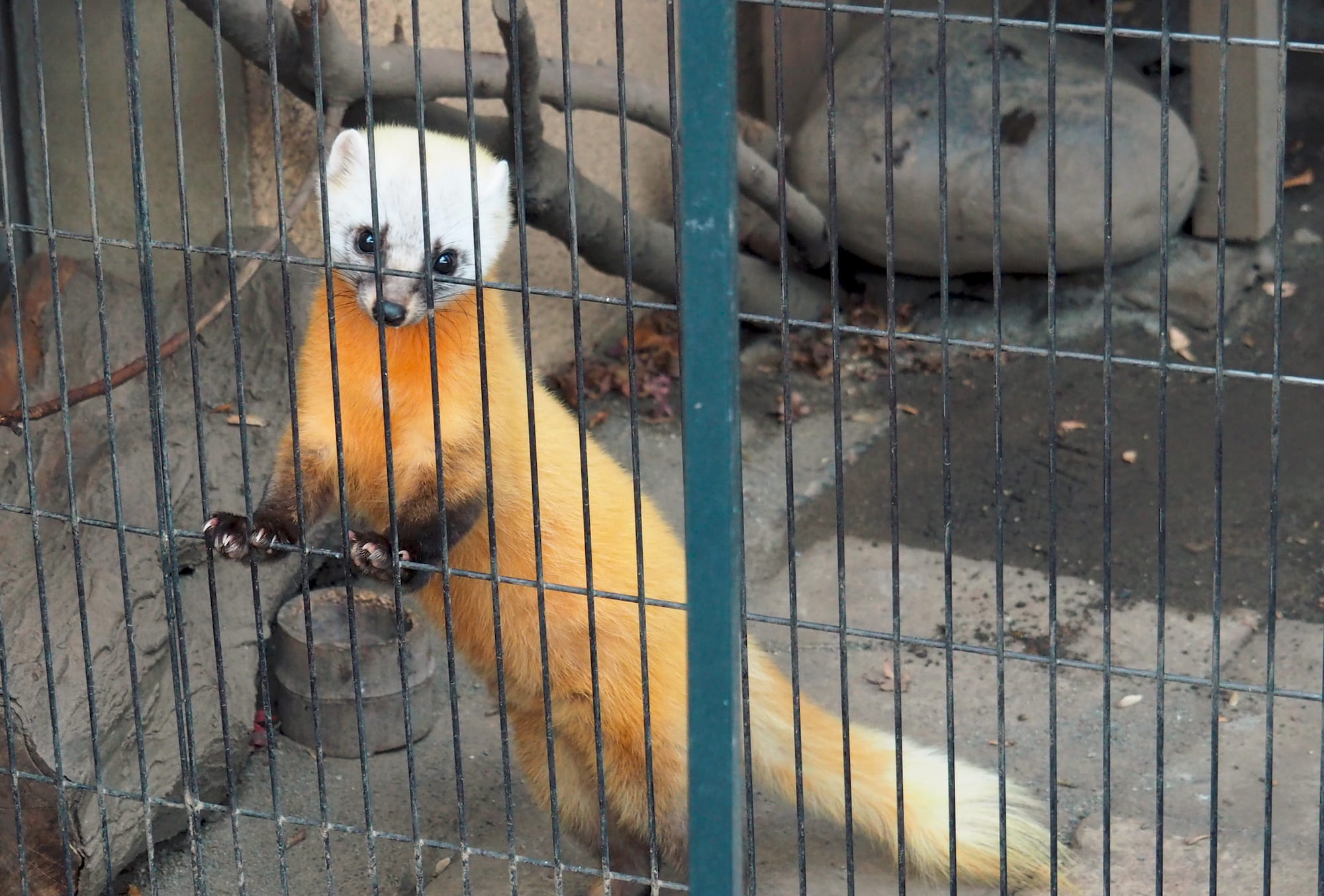 冬はこんなにおしゃれなツートンカラーの動物に変身
