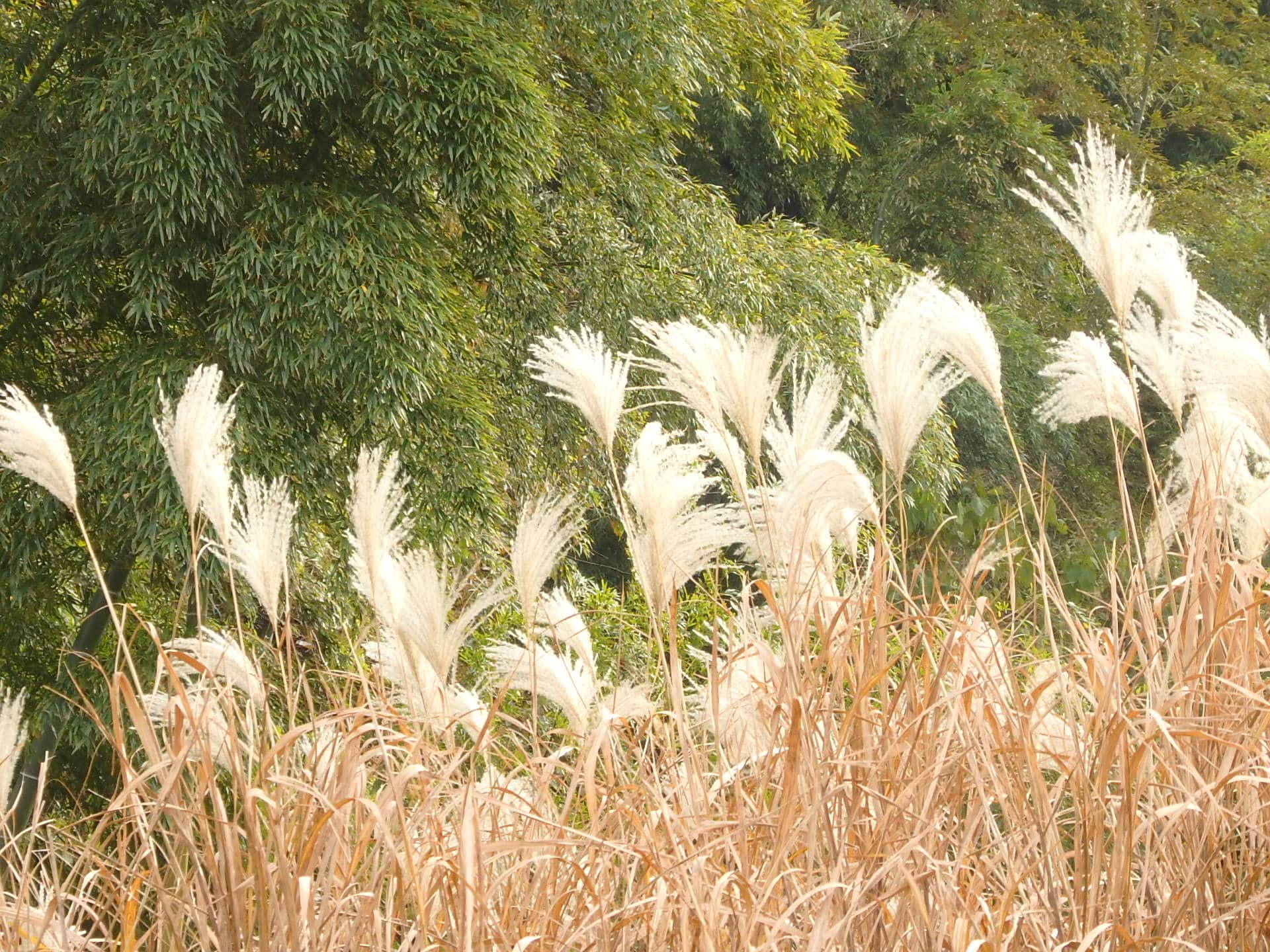 御谷の一部で、刈り残されたオギ。穂を小鳥たちがついばんだり、小動物の隠れ家にも