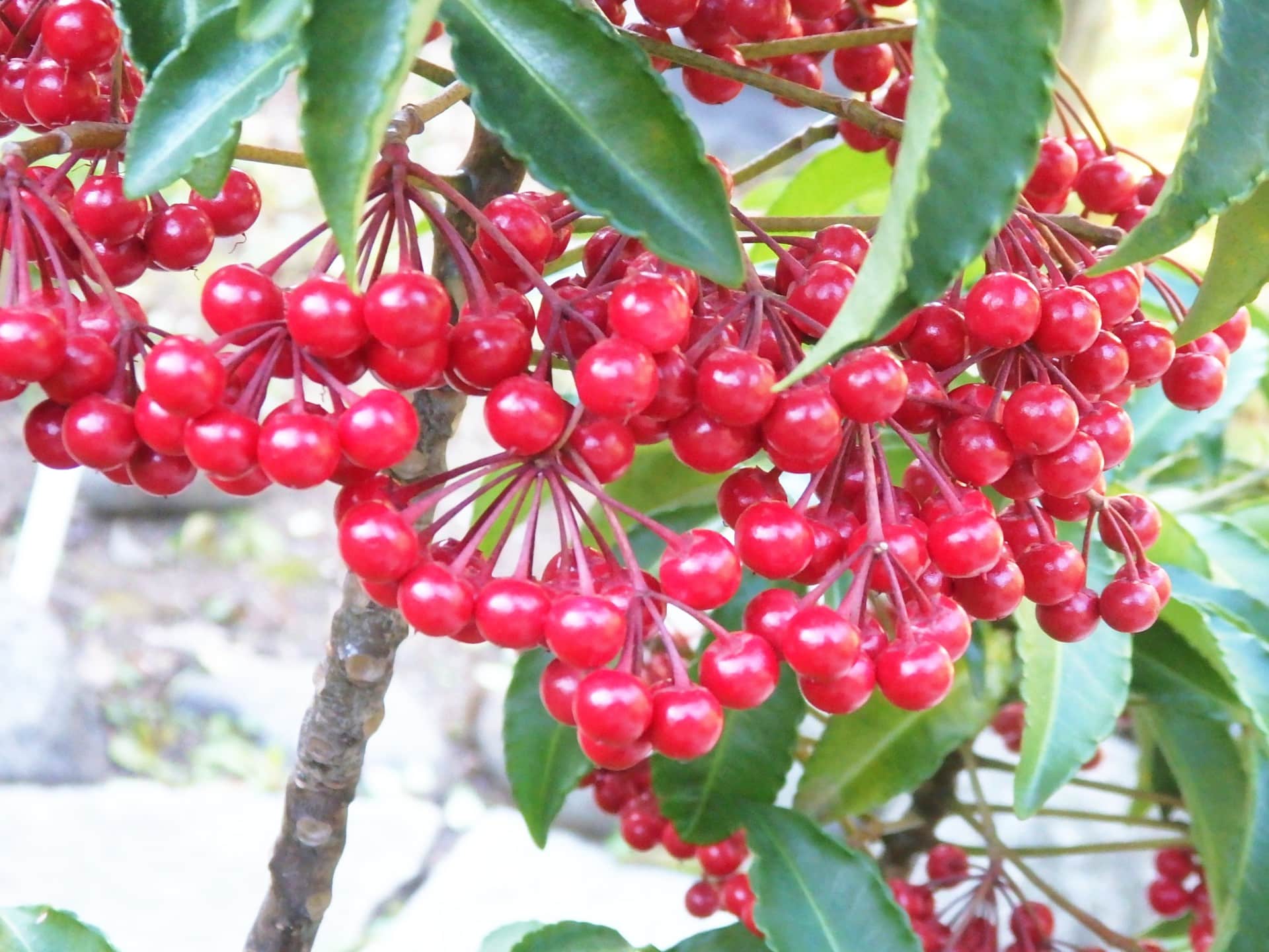 実を下向きにつけるマンリョウ。鎌倉の森にも自生する