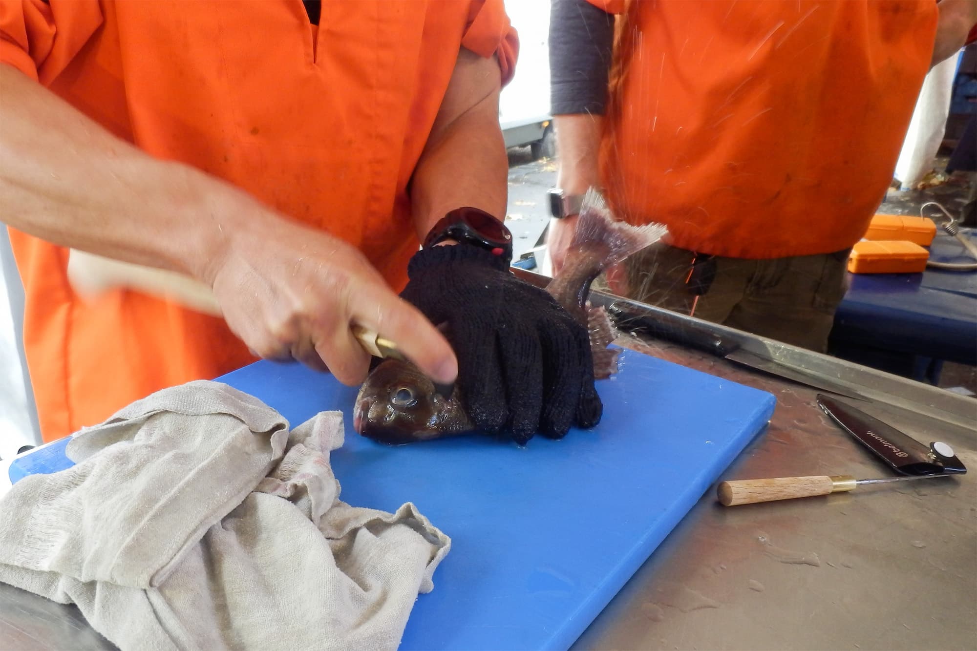 手鉤を素早く打ち込み、苦しませずに脳死させる「活け締め」の工程