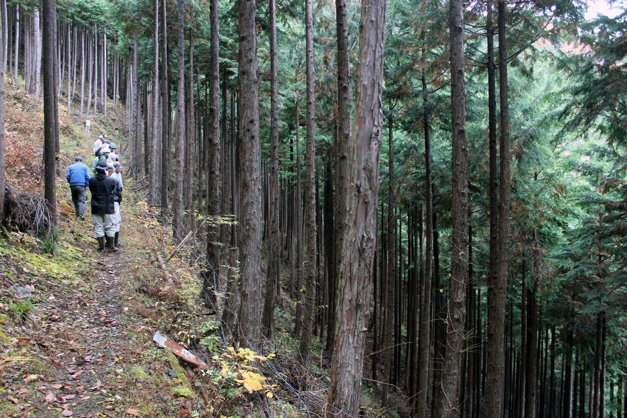 管理されている人工林。奥多摩エリアの山中は、道をそれると立っているのも難しいような傾斜が続く