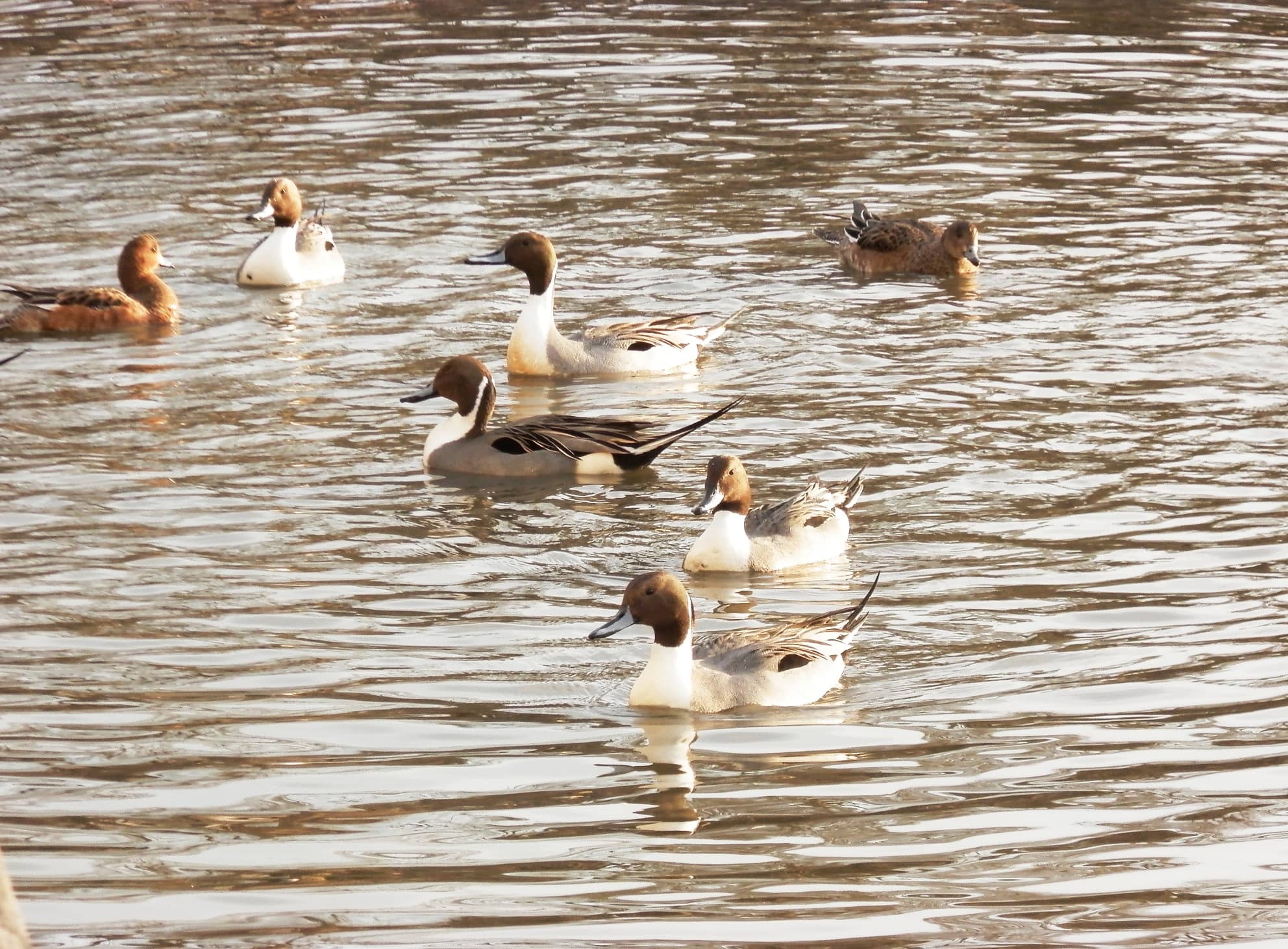 尾が長くスマートなオナガガモ、赤茶色の頭のヒドリガモなど、カモウォッチングも楽しい