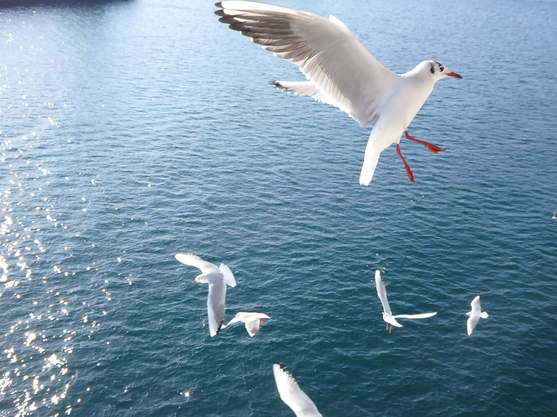 古来、和歌などで都鳥とも呼ばれたユリカモメは、赤いくちばしと足が特徴。若鳥はくちばしも足も黄色味を帯びている
