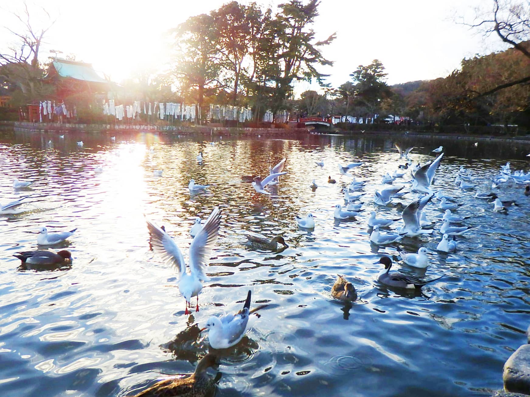 源平池は、冬になるとユリカモメやカモなど冬の使者でにぎわう。海を越え、国を越えて日本に飛来する冬鳥たちに壮大な自然のドラマを感じて
