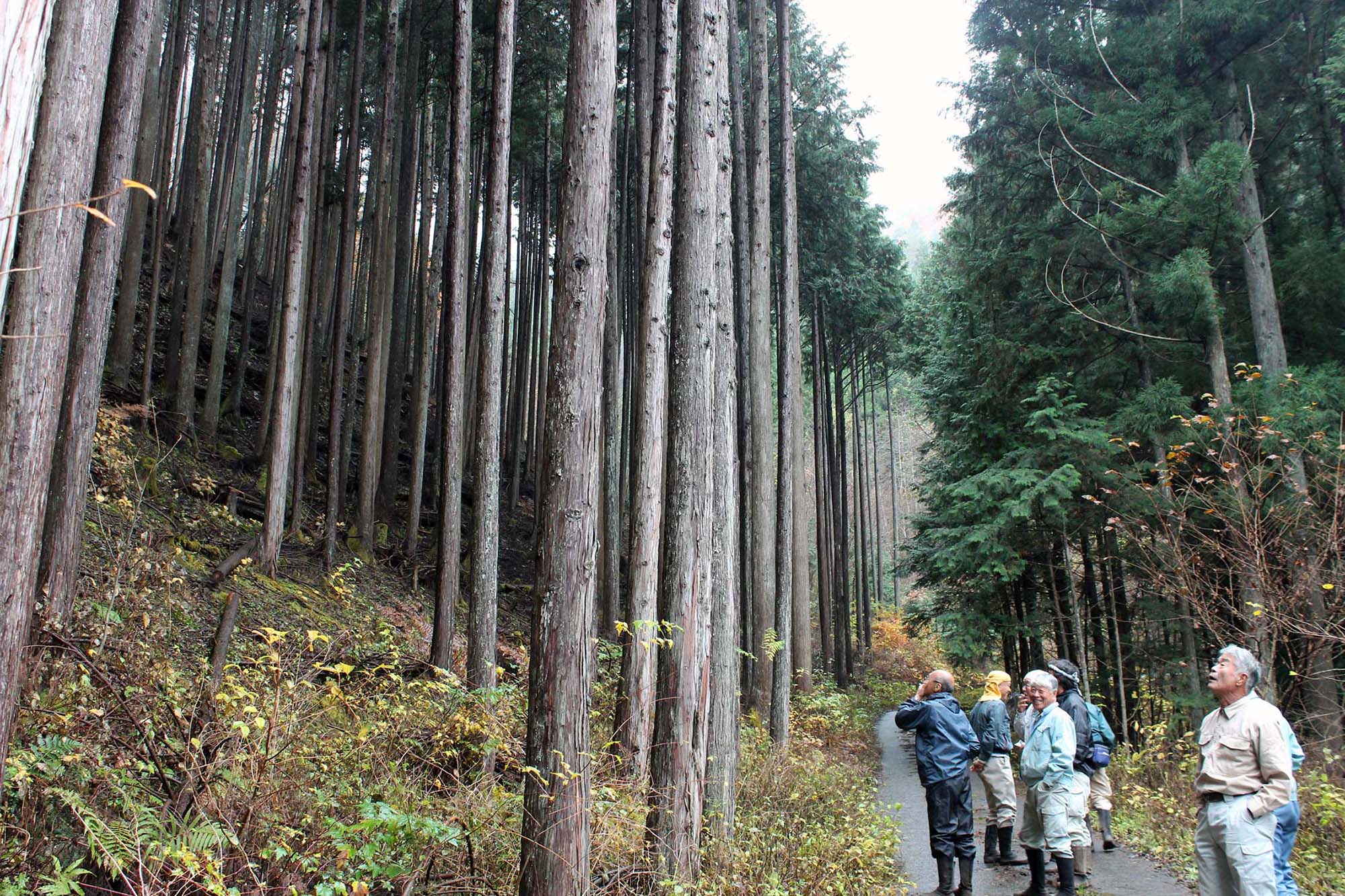 「こちらはヒノキの林です。枝打ちを3ヶ月くらいかけて行ないました」（木村さん）