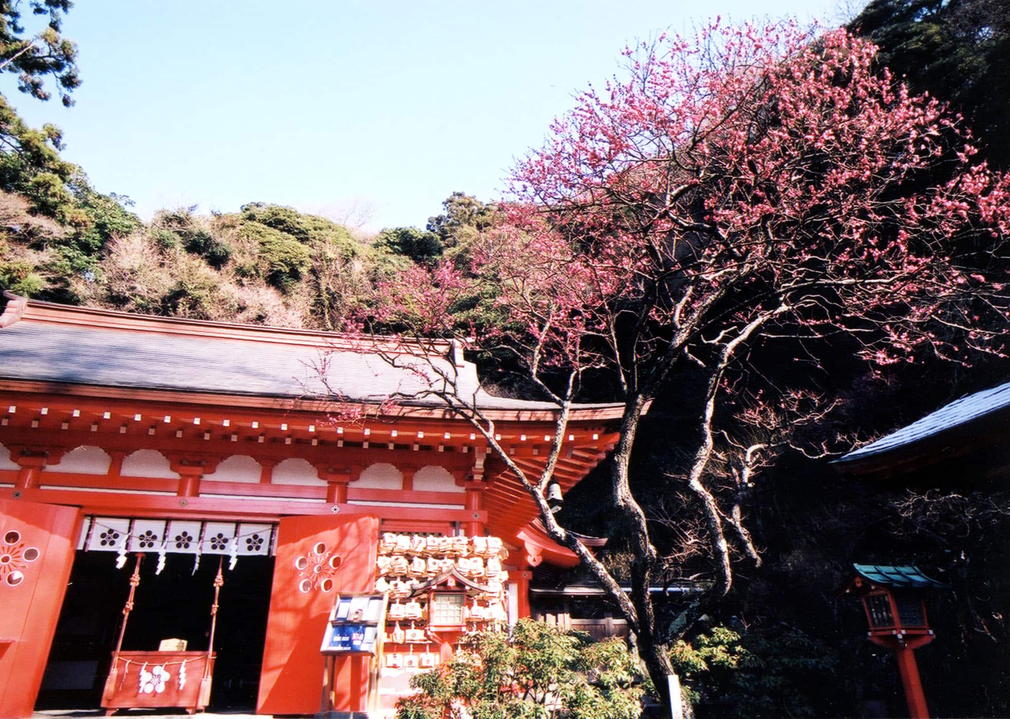 朱塗りの社殿を彩る、寒紅梅（かんこうばい）と呼ばれる早咲きのウメが（1月4週撮影）