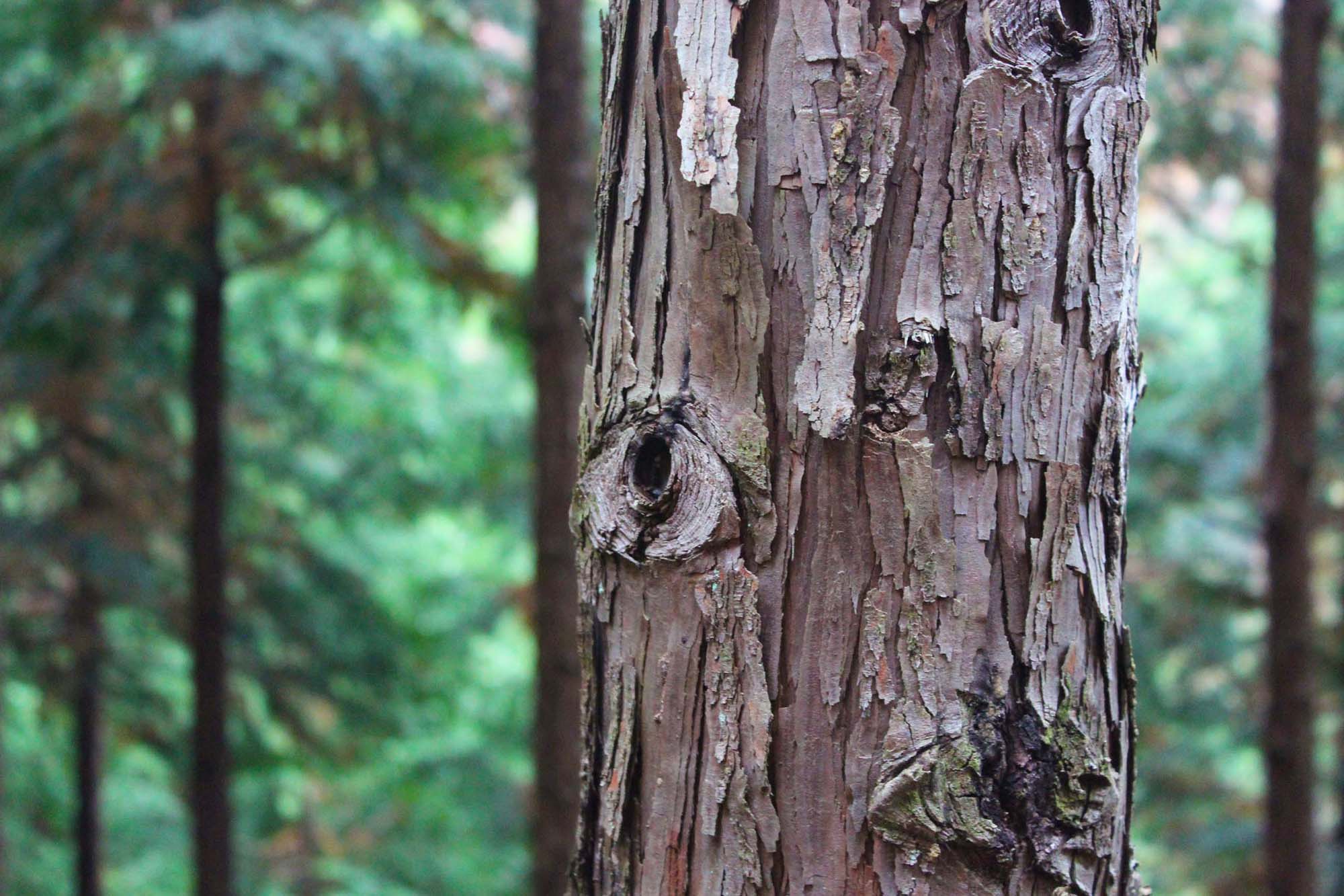 幹の際で、一本一本、枝を切りおとす「枝打ち」。夏は木の中の水分が多く、枝を伐ると木へのダメージが大きくなるため冬に行う