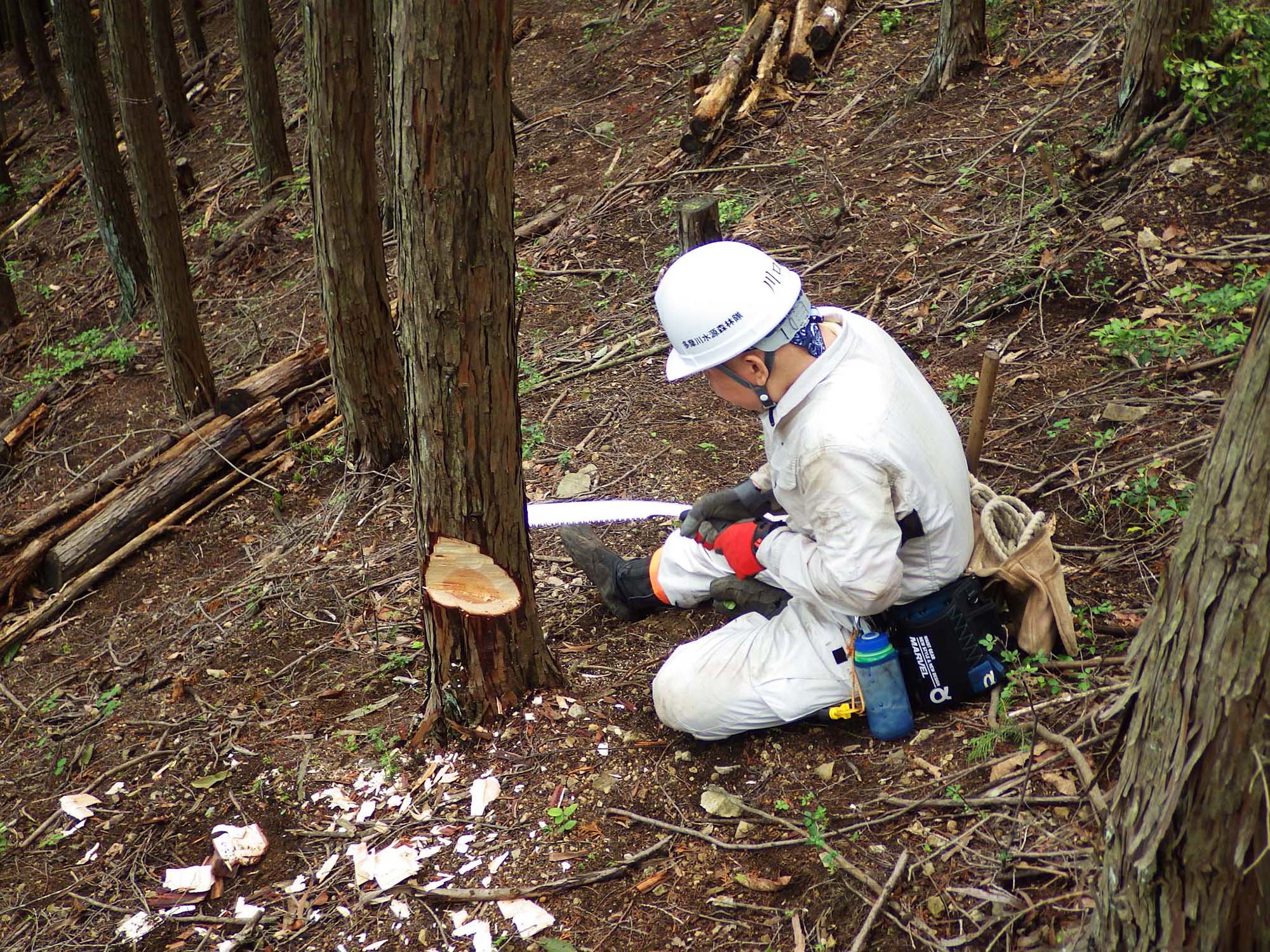 東京の水源となる森をたずねて ゼロから学ぶ Sdgsのこと アマナとひらく 自然 科学 のトビラ Nature Science