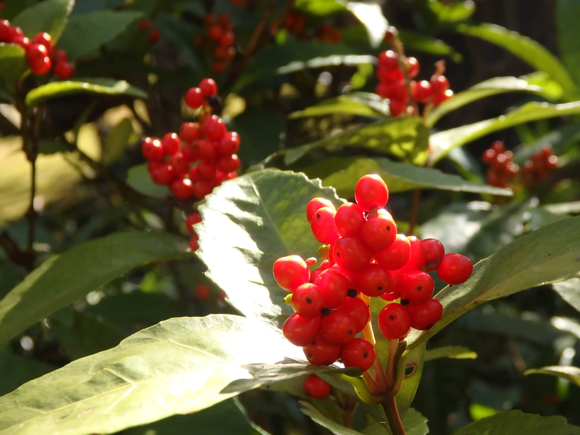 実を上向きにつけるセンリョウ。鎌倉に自生はせず、センリョウの赤い実と出会えるのは社寺の境内や庭先など