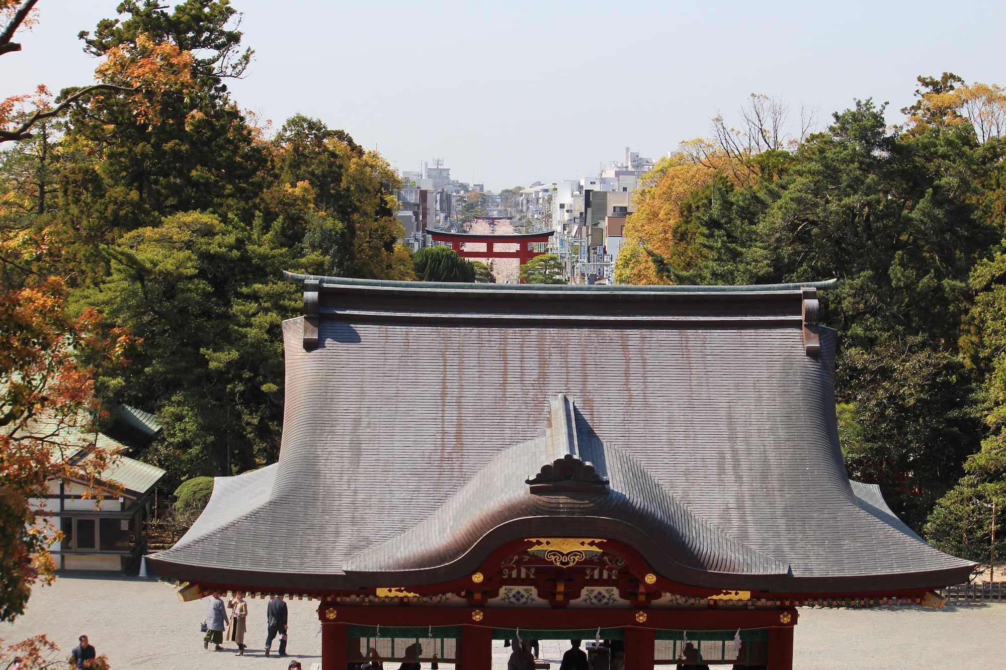 鶴岡八幡宮の参道・若宮大路は、鎌倉のまちの都市機軸となった。4月には桜の咲く参道、段葛を望める