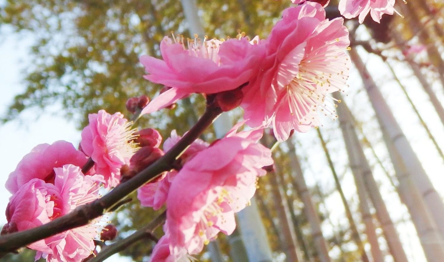 花と自然の鎌倉さんぽ「1月 睦月」