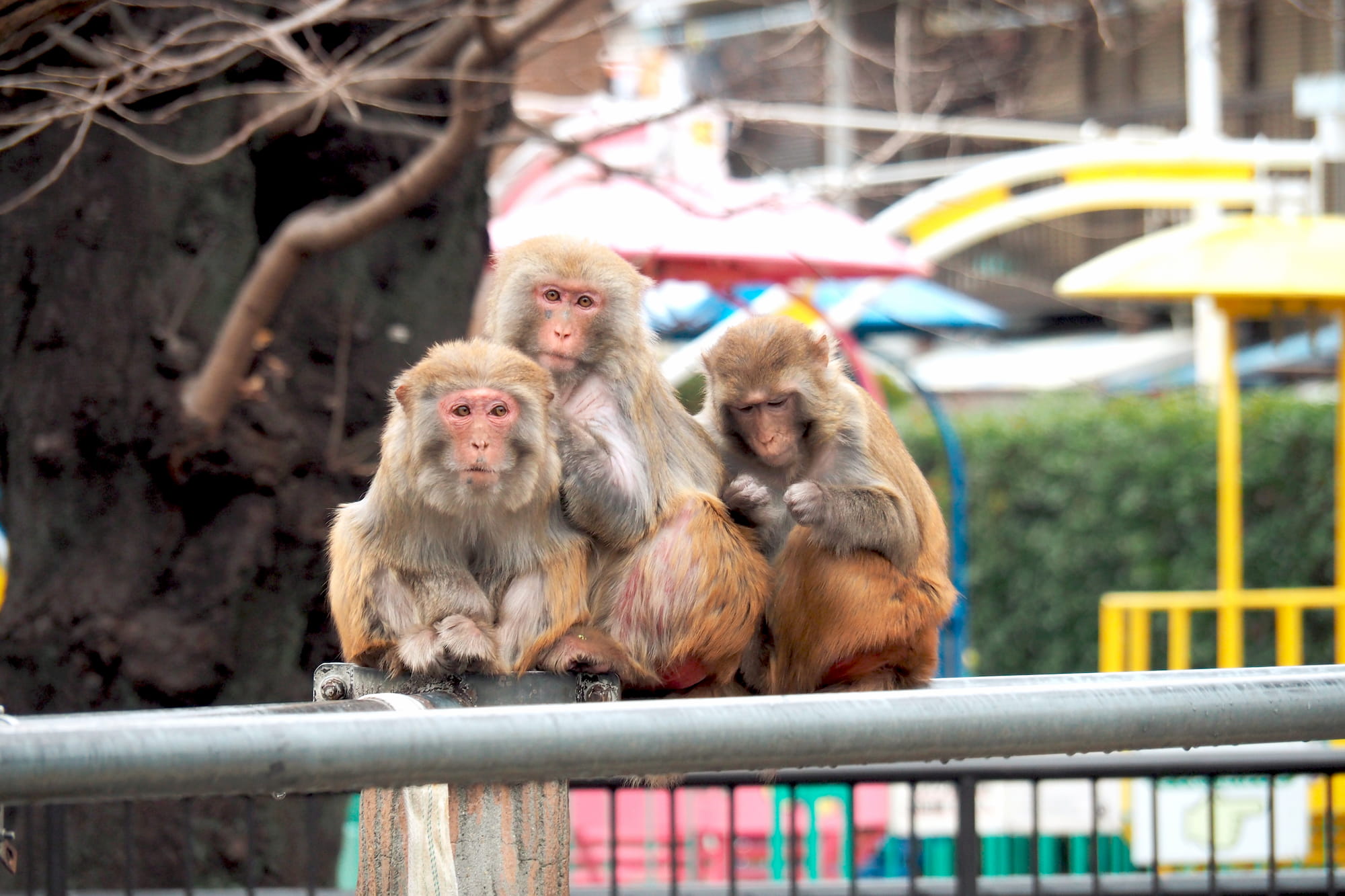 井の頭自然文化園 東京都武蔵野市御殿山1-17-6 開園：9:30～17:00（入園は16:00まで） 休み：月曜（祝日・都民の日の場合は翌日）、12月29日～1月1日 入園料：一般 400円、65歳以上 200円、中学生 200円、小学生以下と都内在住・在学の中学生は無料 https://www.tokyo-zoo.net/zoo/ino/