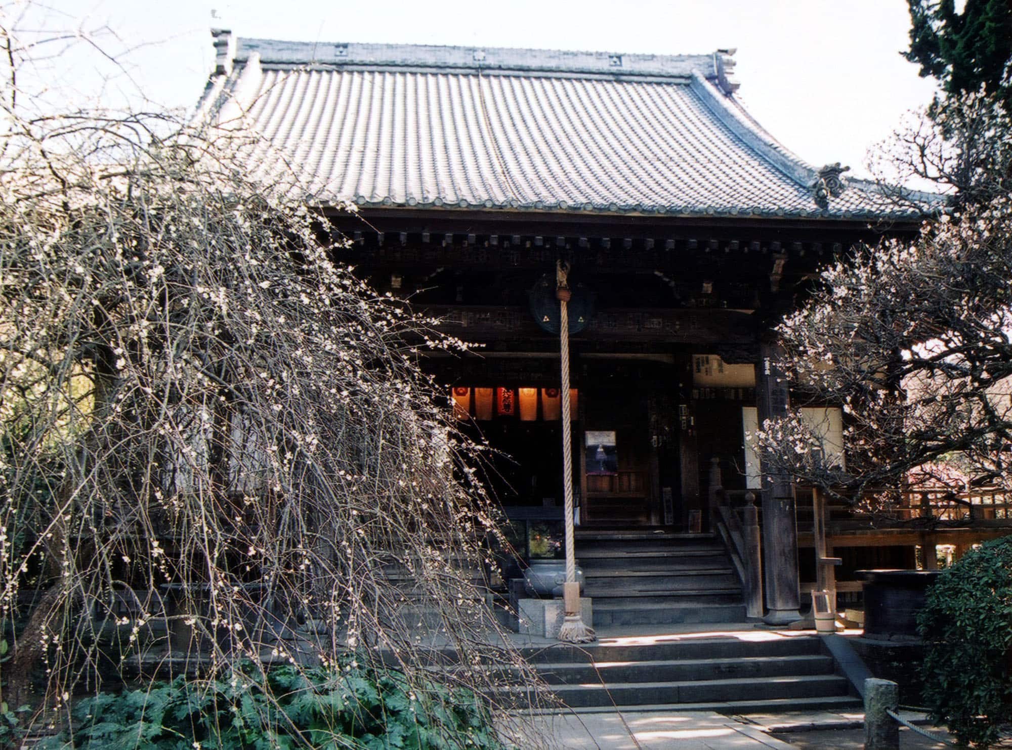 しだれ梅が彩る宝戒寺のご本堂