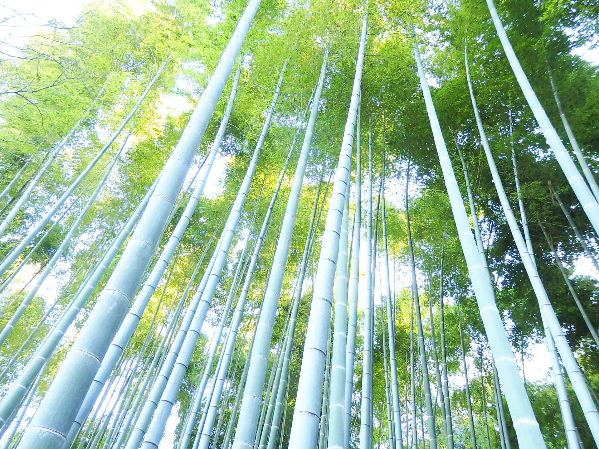 境内で、静かに竹林さんぽを味わえる