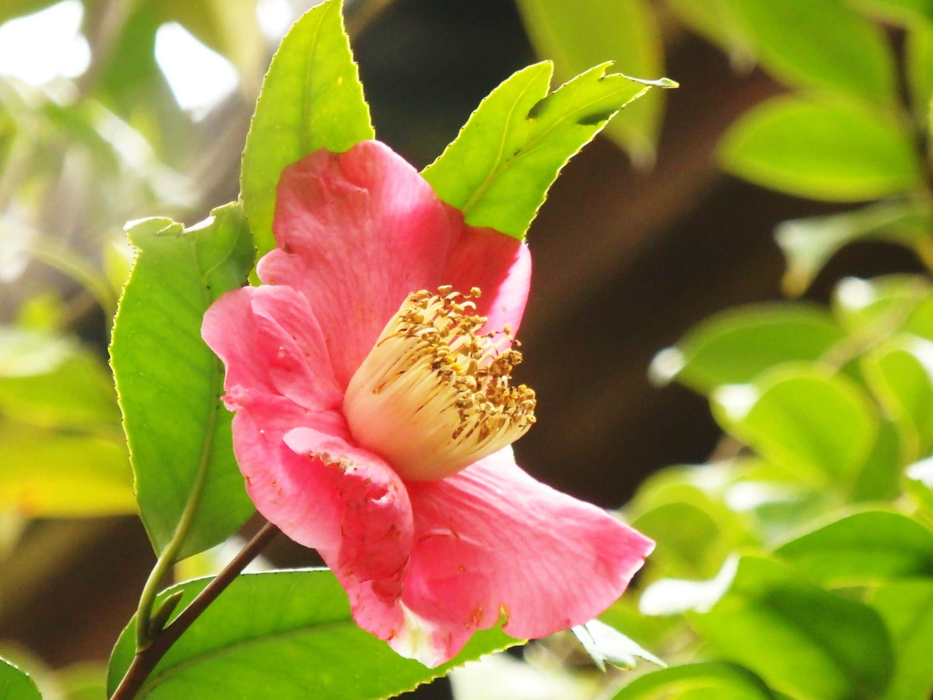 葉の先が3つに分かれた様がキンギョのようなキンギョツバキ（3月第2週撮影）