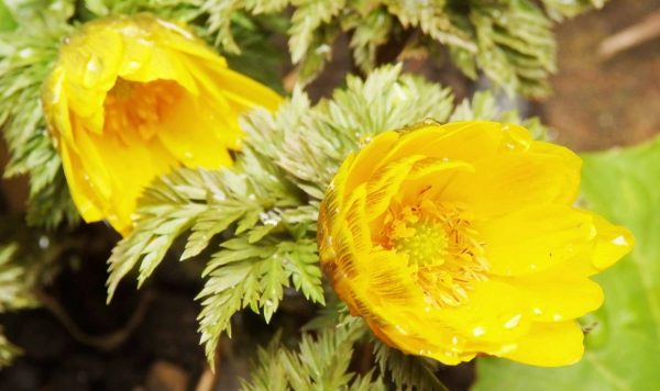 花と自然の鎌倉さんぽ「2月 如月」