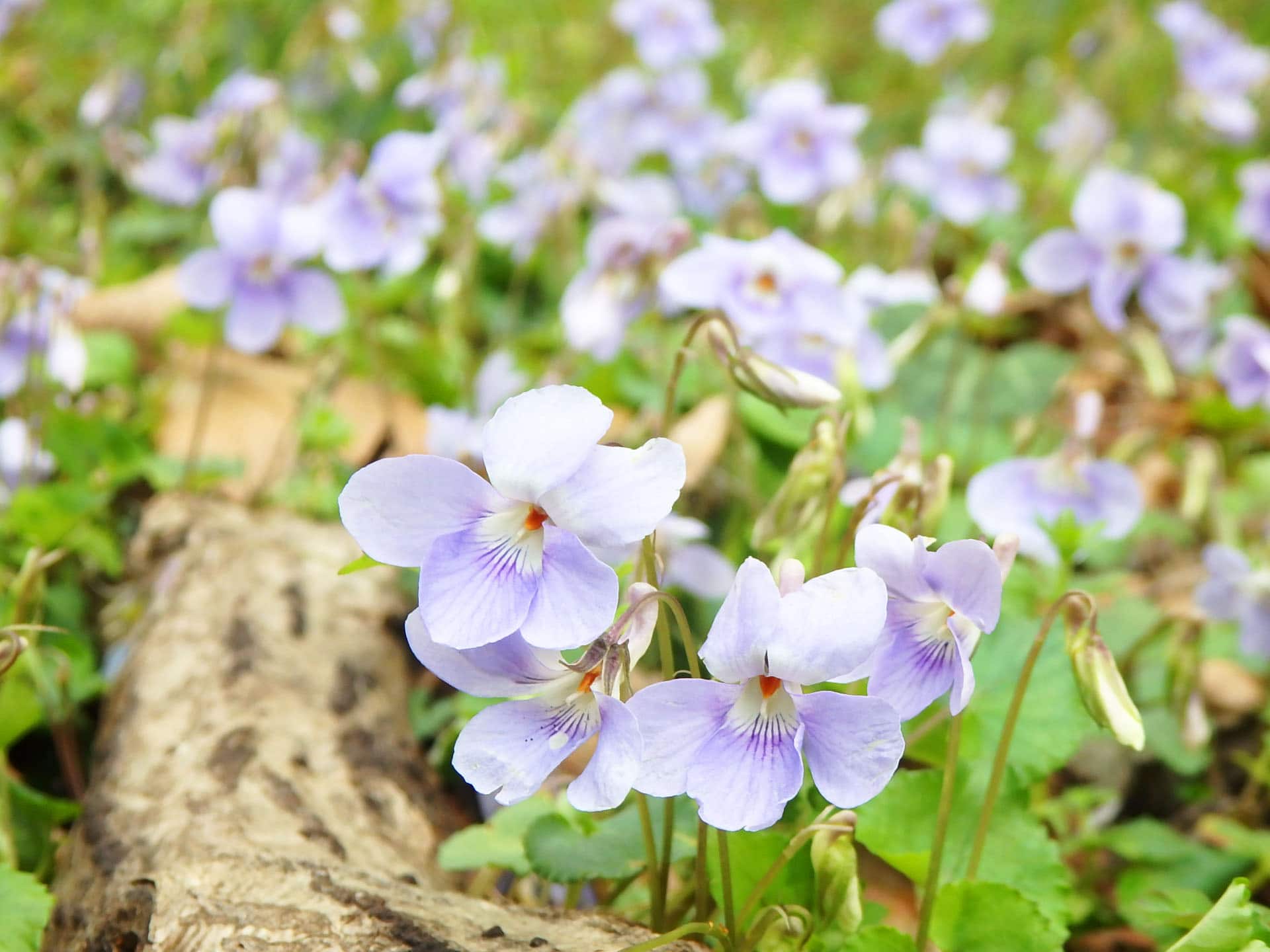 森の手入れをすることで光が差し込む明るい雑木林には、春、スミレが咲き誇る（源氏山公園にて、3月第4週撮影）