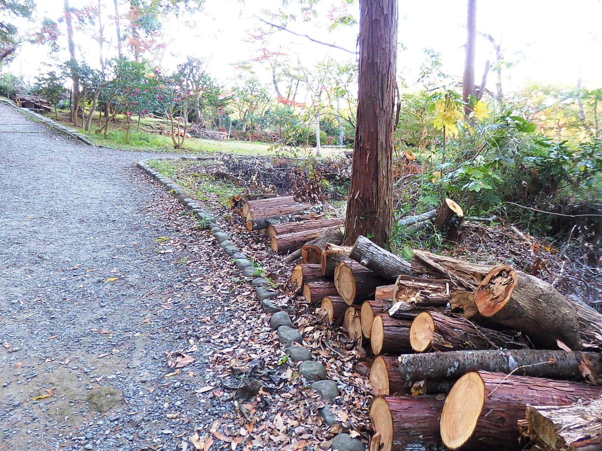 2019年の台風15号と19号により、多くの被害を受けた鎌倉の森。地権者や管理者・ボランティアの皆さんのご努力により整備されつつあり、森の再生への一歩が進んできている