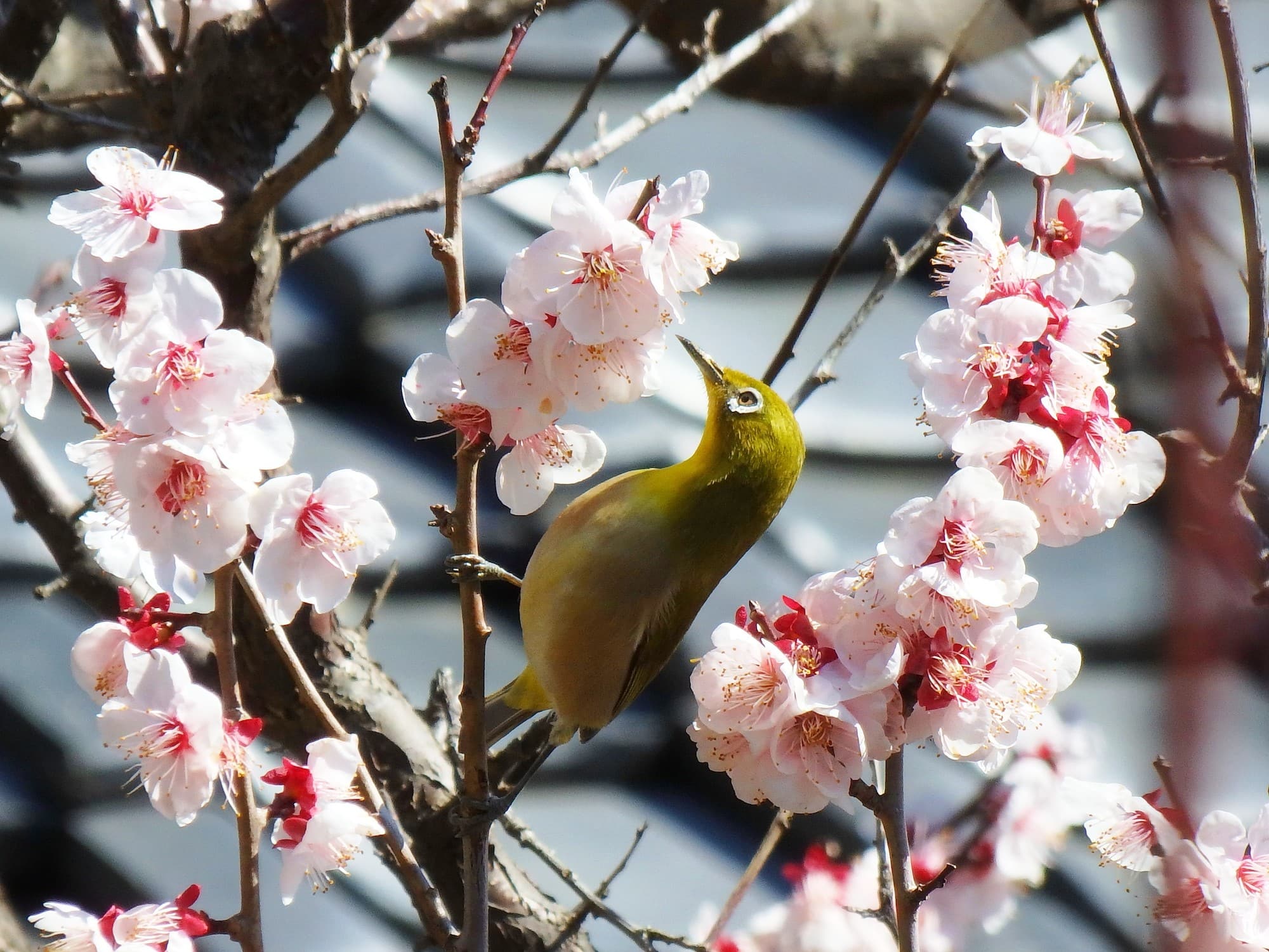 ウメの蜜を吸うメジロ。冬なら辺りを見回すと、シジュウカラやコゲラ、エナガなどさまざまな小鳥が混群（こんぐん）になっていることも