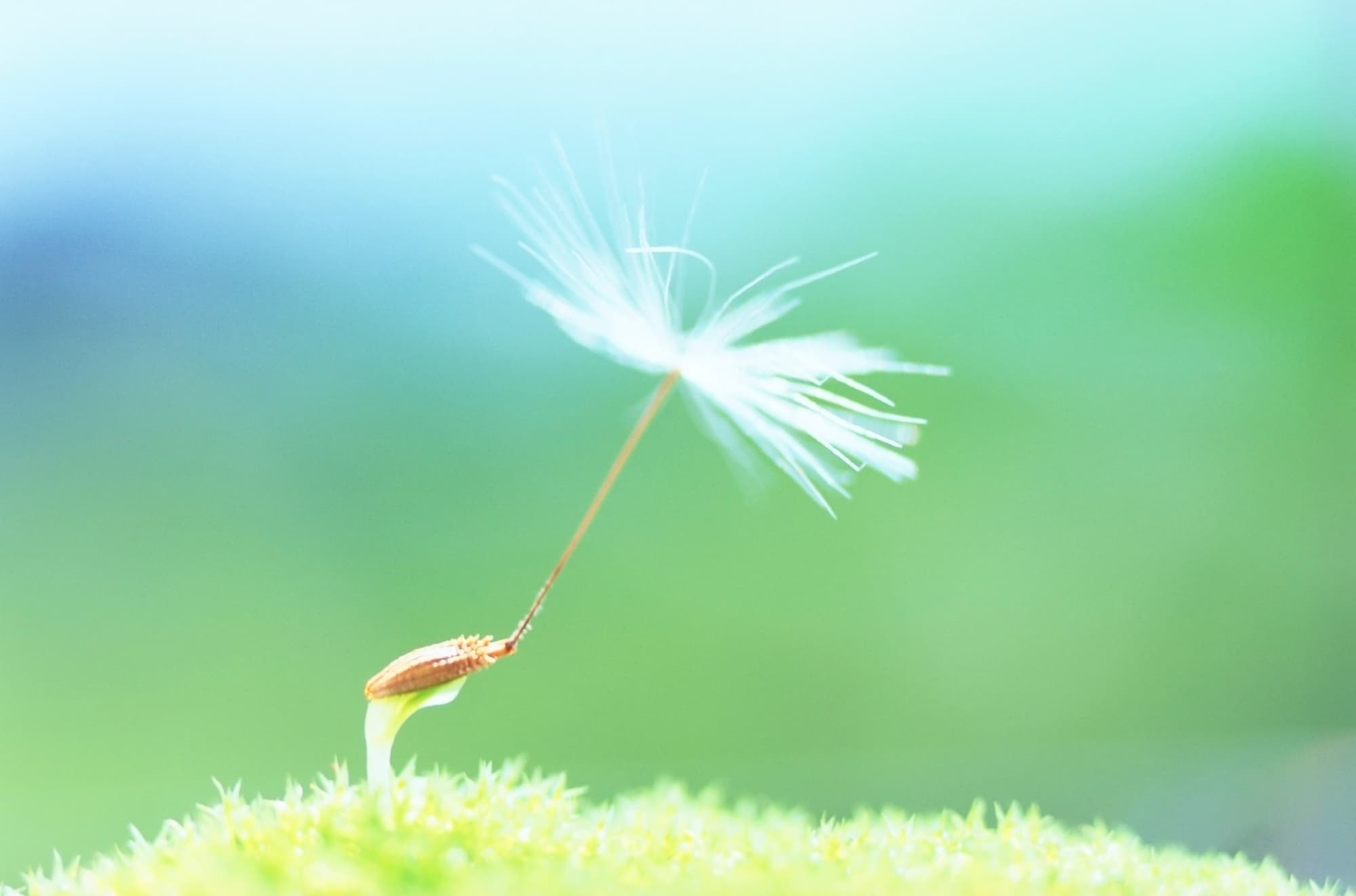 タンポポの芽生え　子葉の数 2枚 ©Mitsushi Okada/a.collectionRF /amanaimages