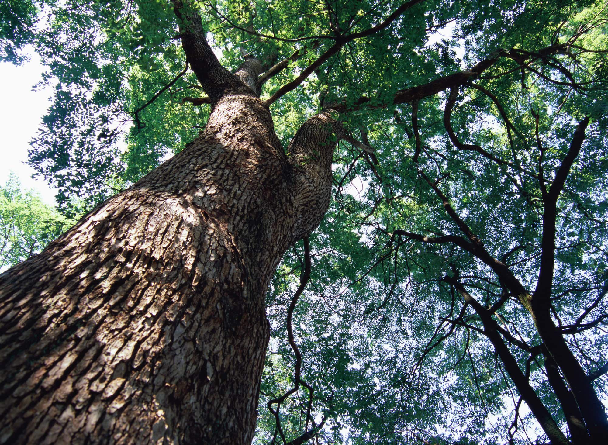 クスノキ ©︎SOURCENEXT CORPORATION /amanaimages