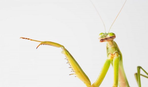 カマキリの卵は どうして泡なのか