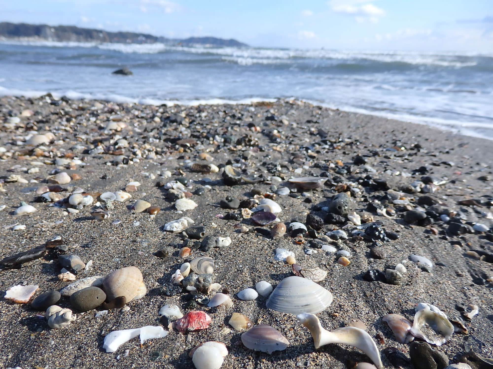 遠浅の砂浜が続く坂ノ下海岸には、たくさんの貝類が打ち上げられている