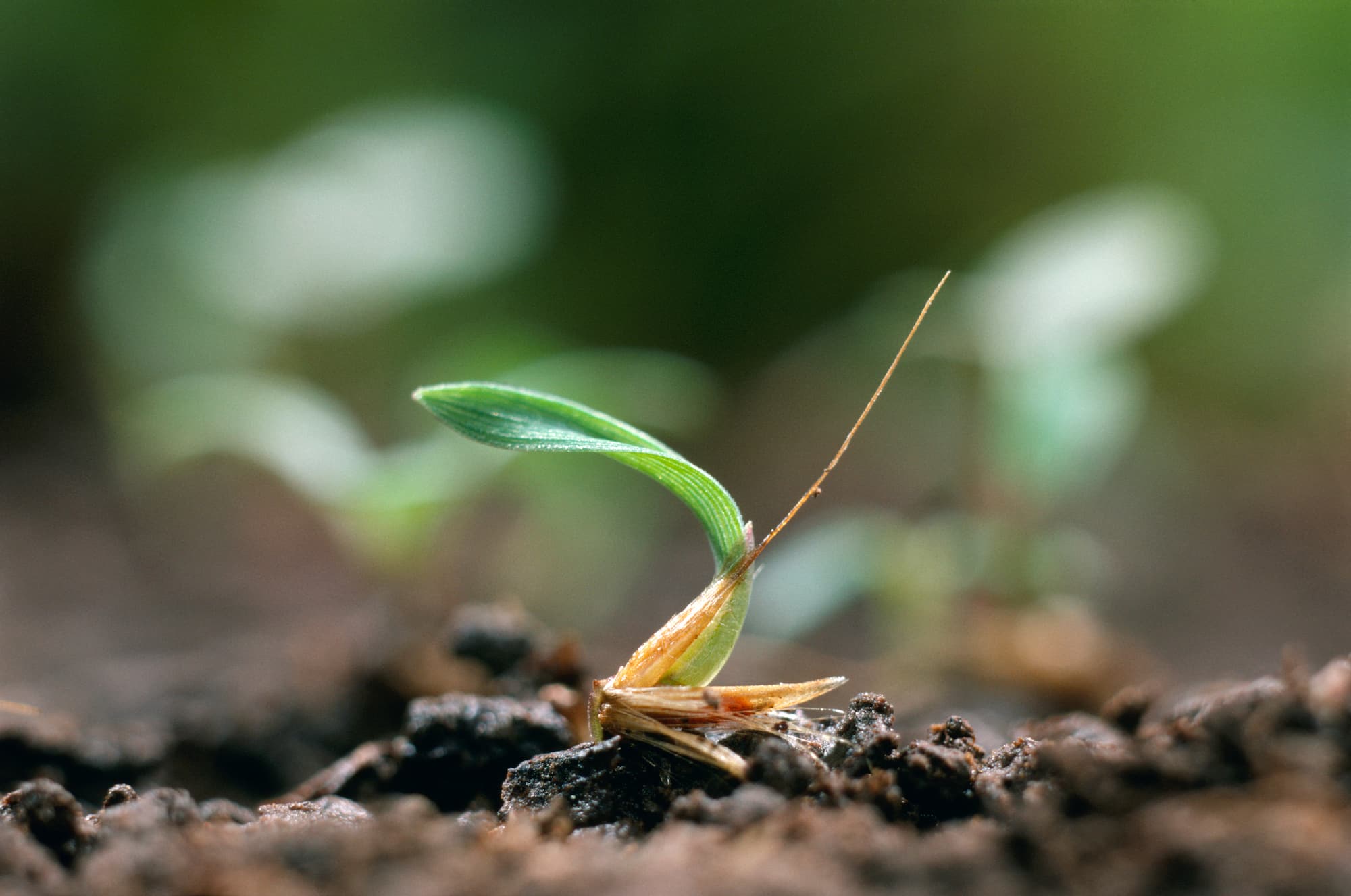 ススキの芽生え　子葉の数 1枚 ©hany ciabou/nature pro. /amanaimages