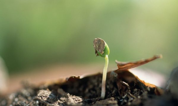 たねから出てくる最初の葉は何枚？