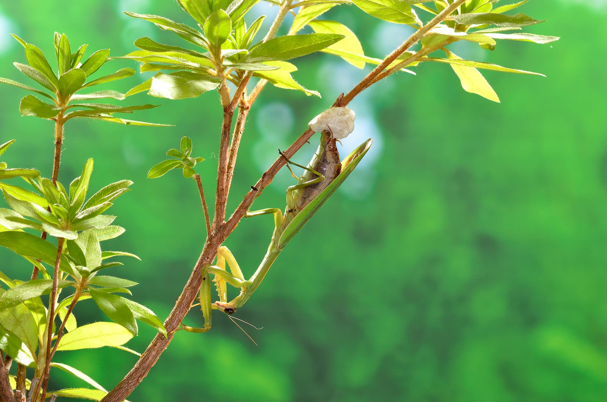 カマキリの卵はどうして泡なのか プチペディア で迫る 昆虫 植物 動物のヒミツ アマナとひらく 自然 科学 のトビラ Nature Science