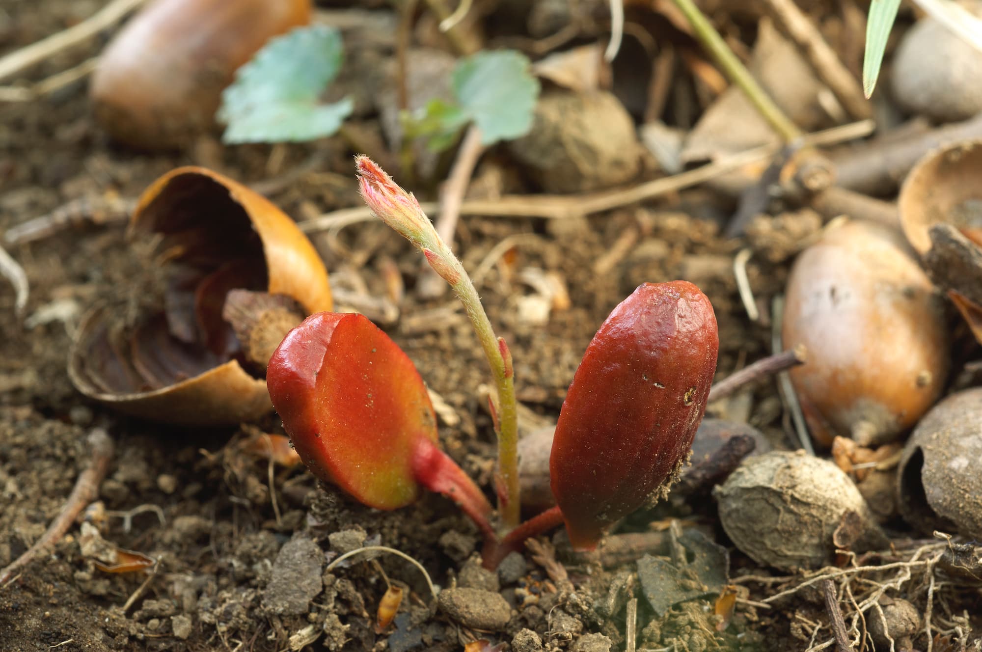 コナラの芽生え　子葉の数 2枚。中央に本葉が生え始めている ©yanagisawa makiyoshi/Nature Production /amanaimages