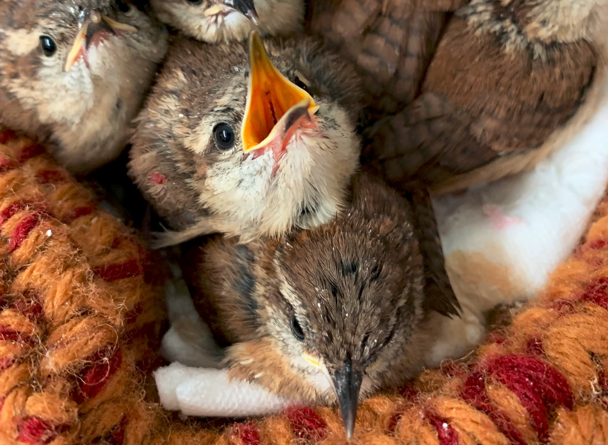 手編みの巣で元気に成長中。編み物をするだけで里親気分が味わえるなんて（写真提供：早水悠登さん）