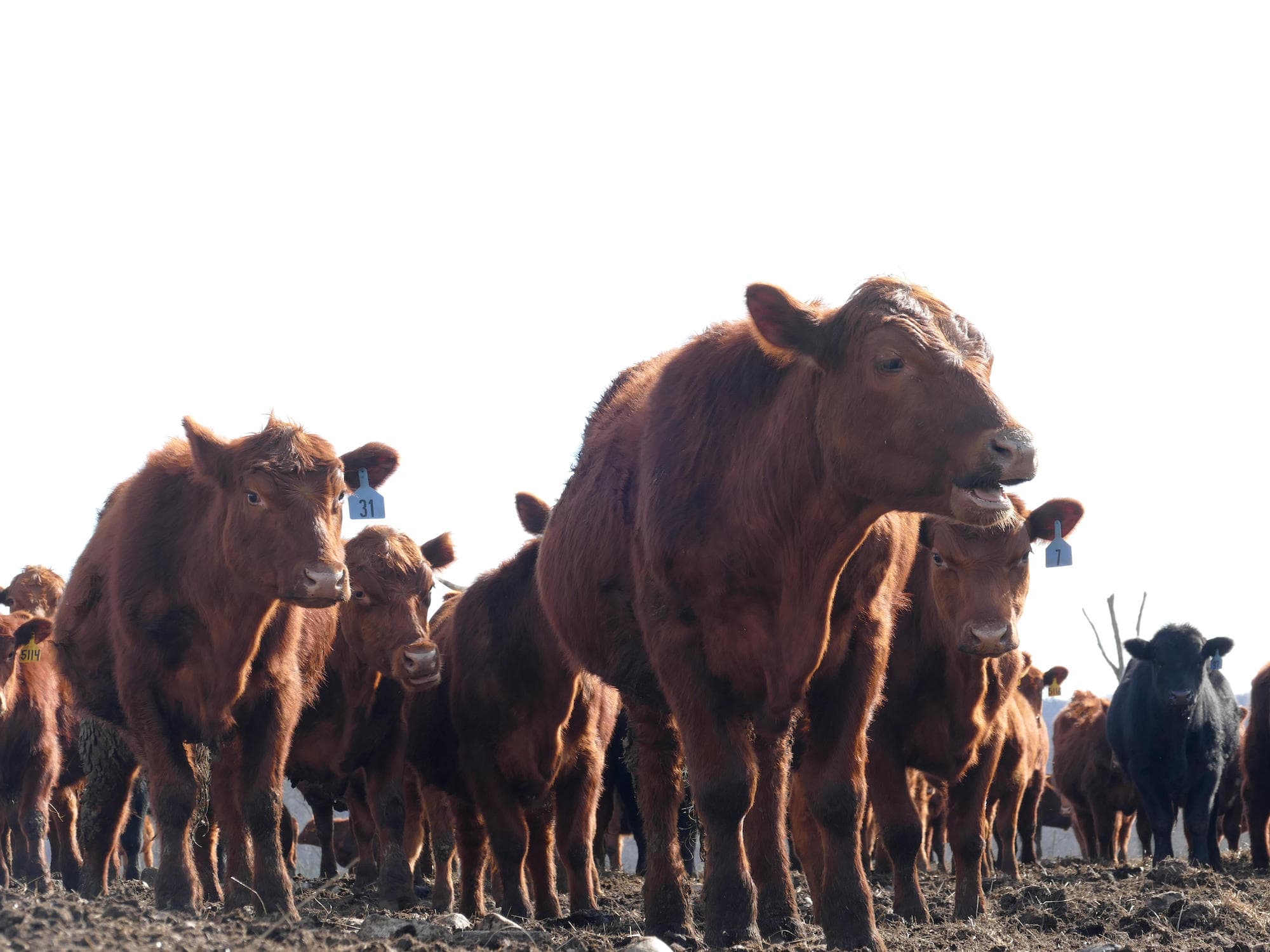 ©︎cbs / Alamy /amanaimages