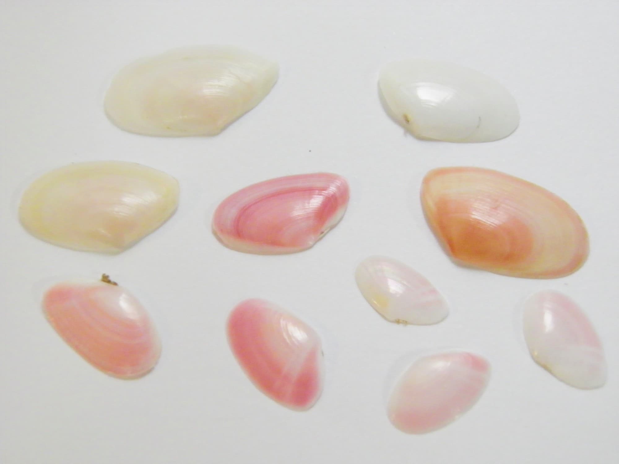 サクラガイは、サクラガイ、カバザクラ、小型のモモノハナガイ、オオモモノハナといった貝類の総称