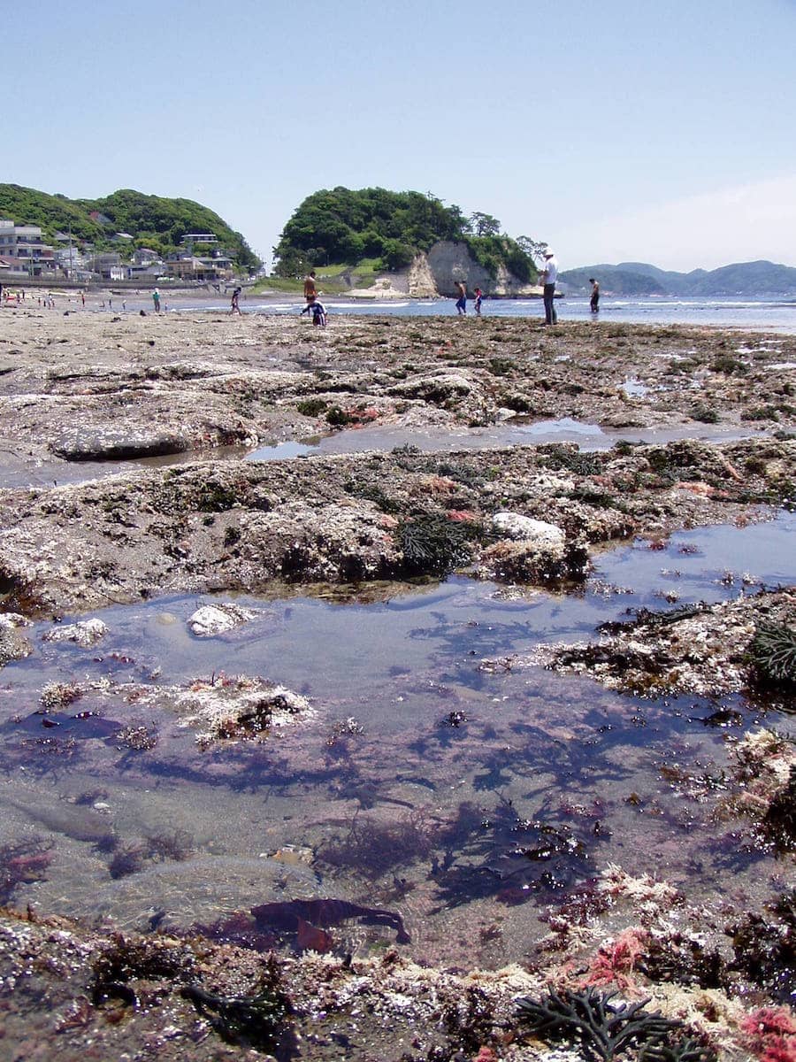 大潮の日の干潮時には、七里ヶ浜～稲村ヶ崎あたりに遠浅の磯が顔を出す