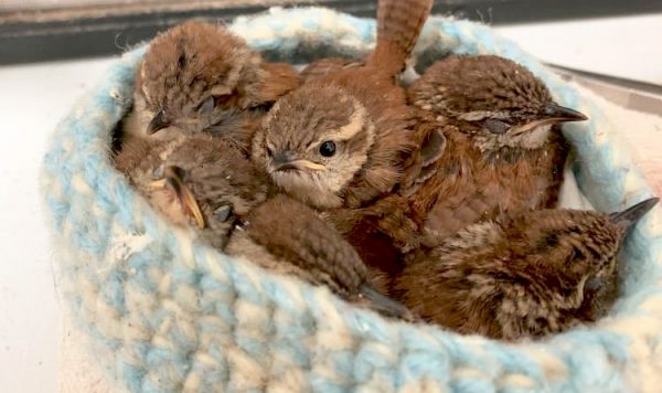 編み物が鳥を助け、世界を広げる